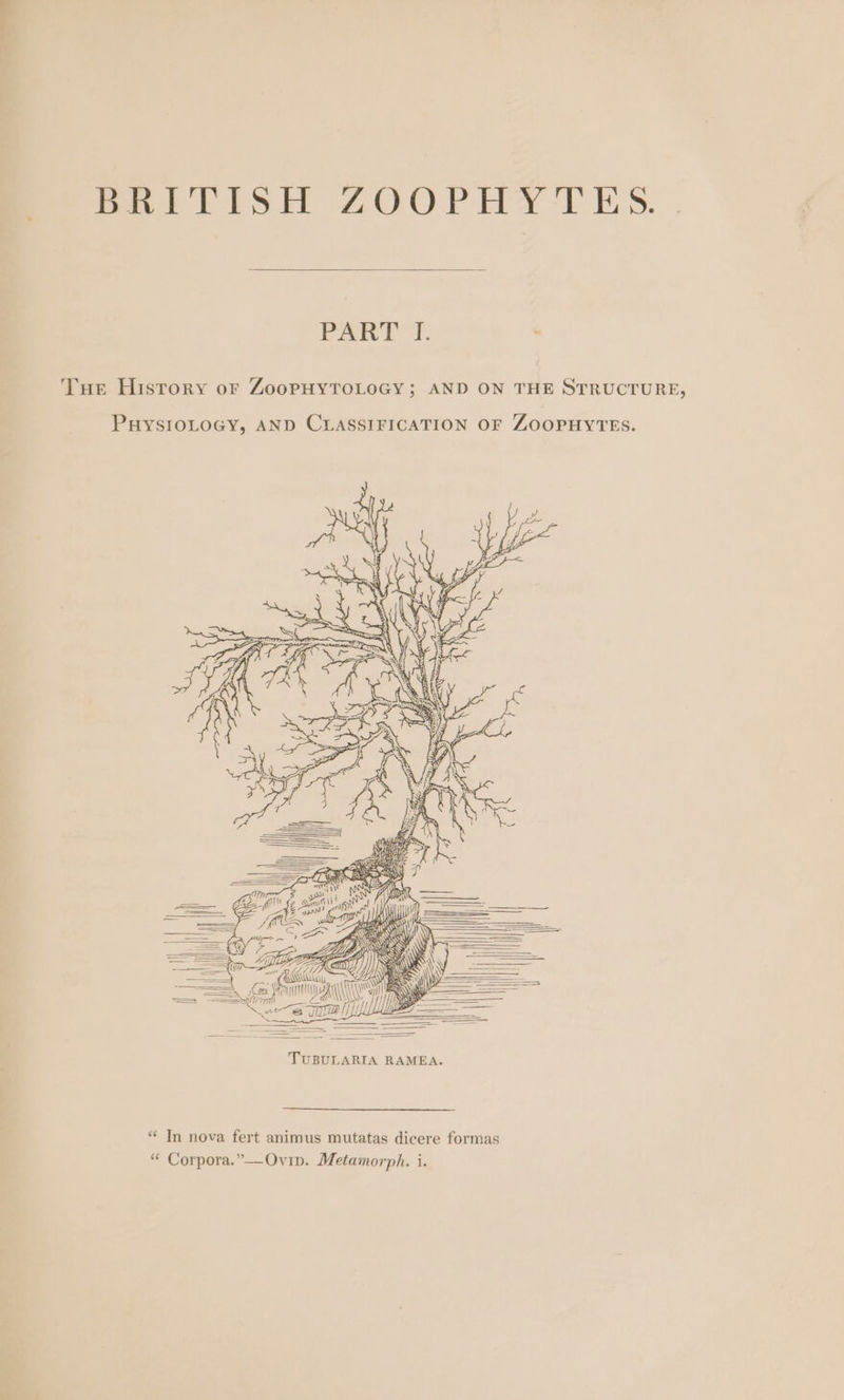 PART I. Tue History or ZooPHYTOLOGY; AND ON THE STRUCTURE, PHYSIOLOGY, AND CLASSIFICATION OF ZOOPHYTES. — a 7 IN A i} gy a os . a a i a = awe ae MR i. x &gt;: te ea) lh = TUBULARIA RAMEA. “ In nova fert animus mutatas dicere formas