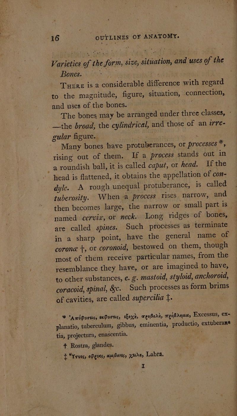 Varieties of the form, size, situation, and uses of the eee: . Gis cea on : THERE is a considerable difference with regard to the magnitude, figure, situation, connection, and uses of the bones. The bones may be arranged under three classes, ” the broad, the cylindrical, and those of an irre- gular figure. re a Many bones have protuberances, or processes * rising out of them. If a process stands out in a roundish ball, it is called caput, or head. Ii the head is flattened, it obtains the appellation of con- dyle. A rough unequal protuberance, 1s called tuberosity. When a process rises narrow, and then becomes large, the narrow or small part is named cervix, or neck.. Long ridges of bones, are called spines. Such processes as terminate in a sharp point, have the general name of corone +, or coronoid, bestowed on them, though most of them receive particular names, from the resemblance they have, or are imagined to have, to other substances, e. g. mastoid, styloid, anchoroid, coracoid, spinal, &c. Such processes as form brims_ | of cavities, are called supercilia t. % “A wbQuetisy sxQuots, sox, weo8orn, meoBAnpecs Excessus, €X=_ planatio, tuberculum, gibbus, eminentia, productio, extuberan® _ tia, projectura, enascentia. | + Rostra, glandes. + Yerves, Peres, mpeBoves, KAN, Labra. I