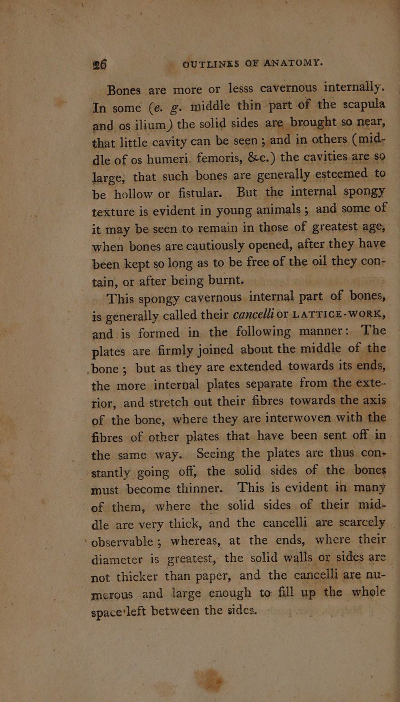 - Bones are more or lesss cavernous internally. In some (e. g. middle thin part of the scapula and os ilium) the solid sides are brought so near, that little cavity can be seen ; and in others (mid- dle of os humeri, femoris, &amp;c.) the cavities are so large, that such bones are generally esteemed to be hollow or fistular. But the internal spongy texture is evident in young animals ; and some of | it may be seen to remain in those of greatest age, when bones are cautiously opened, after they have been kept so long as to be free of the oil they: con- This spongy cavernous internal part of bones, is generally called their cancelli or LATTICE-WORK, and is formed in the following manner: The plates are firmly joined about the middle of | the the more internal plates separate from the exte- rior, and stretch out their fibres towards the axis of the bone, where they are interwoven with the fibres of other plates that have been sent off in the same way. Seeing the plates are thus con- must become thinner. This is evident in many of them, where the solid sides of their mid- dle are very thick, and the cancelli are scarcely observable ; whereas, at the ends, where their diameter is greatest, ‘the solid walls or sides are not thicker than paper, and the cancelli are nu-- space‘left between the sides.