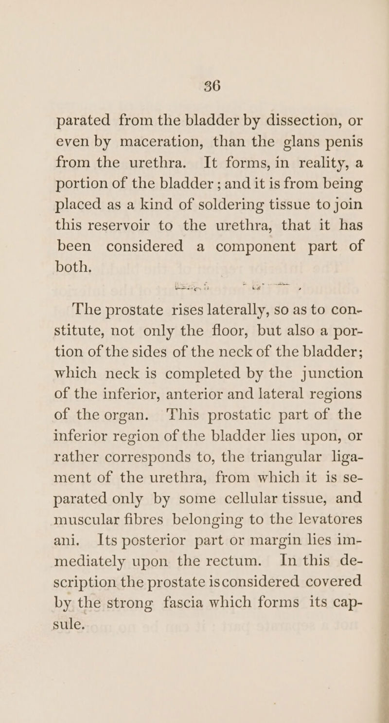 parated from the bladder by dissection, or even by maceration, than the glans penis from the urethra. It forms, in reality, a portion of the bladder ; and it is from being placed as a kind of soldering tissue to join this reservoir to the urethra, that it has been considered a component part of both. ~ a The prostate rises laterally, so as to con- stitute, not only the floor, but also a por- tion of the sides of the neck of the bladder; which neck is completed by the junction of the inferior, anterior and lateral regions of the organ. This prostatic part of the inferior region of the bladder lies upon, or rather corresponds to, the triangular liga- ment of the urethra, from which it is se- parated only by some cellular tissue, and muscular fibres belonging to the levatores ani. Its posterior part or margin lies i1m- mediately upon the rectum. In this de- scription the prostate isconsidered covered by the strong fascia which forms its cap- sule. eS
