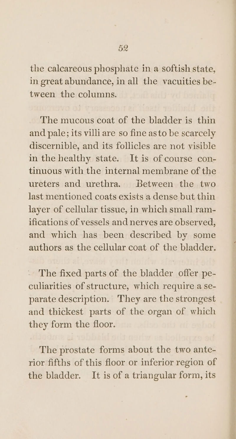 the calcareous phosphate in a softish state, in great abundance, in all the vacuities be- tween the columns. The mucous coat of the bladder is thin and pale; its villi are so fine asto be scarcely discernible, and its follicles are not visible in the healthy state. It is of course con- tinuous with the internal membrane of the ureters and urethra. Between the two last mentioned coats exists a dense but thin layer of cellular tissue, in which small ram- ifications of vessels and nerves are observed, and which has been described by some authors as the cellular coat of the bladder. The fixed parts of the bladder offer pe- culiarities of structure, which require a se- parate description. They are the strongest and thickest parts of the organ of which they form the floor. The prostate forms about the two ante- rior fifths of this floor or inferior region of the bladder. It is of a triangular form, its
