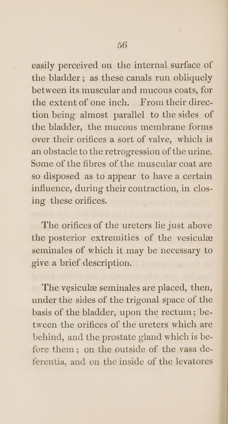 easily perceived on the internal surface of the bladder; as these canals run obliquely between its muscular and mucous coats, for the extent of one inch. From their direc- tion being almost parallel to the sides of the bladder, the mucous membrane forms over their orifices a sort of valve, which is an obstacle to the retrogression of the urine. Some of the fibres of the muscular coat are so disposed as to appear to have a certain influence, during their contraction, in clos- ing these orifices. The orifices of the ureters lie just above the posterior extremities of the vesiculz seminales of which it may be necessary to give a brief description. The vesiculze seminales are placed, then, under the sides of the trigonal space of the basis of the bladder, upon the rectum; be- tween the orifices of the ureters which are behind, and the prostate gland which is be- fore them; on the outside of the vasa de- ferentia, and on the inside of the levatores