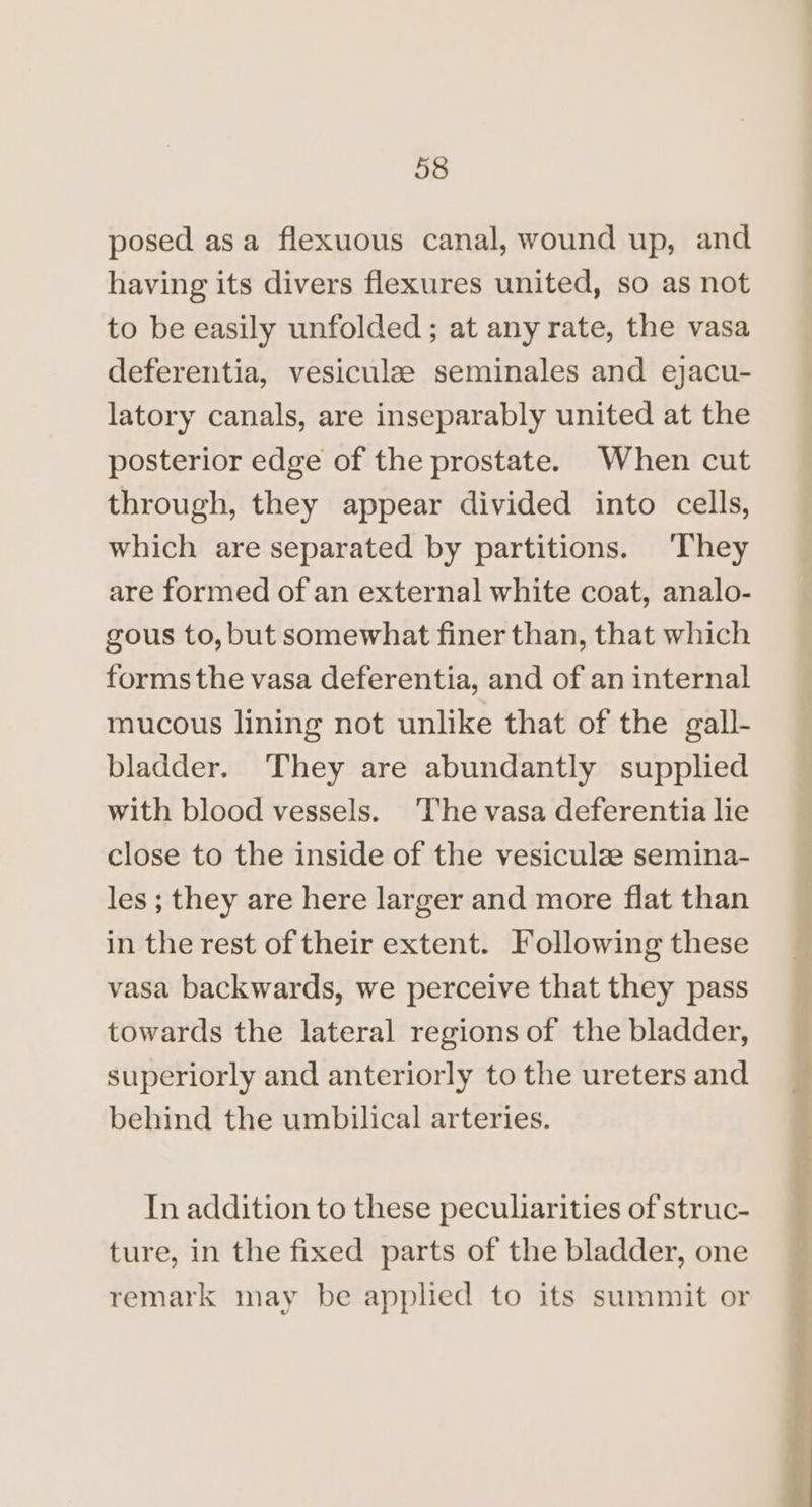 posed asa flexuous canal, wound up, and having its divers flexures united, so as not to be easily unfolded ; at any rate, the vasa deferentia, vesiculz seminales and ejacu- latory canals, are inseparably united at the posterior edge of the prostate. When cut through, they appear divided into cells, which are separated by partitions. They are formed of an external white coat, analo- gous to, but somewhat finer than, that which forms the vasa deferentia, and of an internal mucous lining not unlike that of the gall- bladder. They are abundantly supplied with blood vessels. ‘The vasa deferentia lie close to the inside of the vesiculeze semina- les ; they are here larger and more flat than in the rest of their extent. Following these vasa backwards, we perceive that they pass towards the lateral regions of the bladder, superiorly and anteriorly to the ureters and behind the umbilical arteries. In addition to these peculiarities of struc- ture, in the fixed parts of the bladder, one remark may be applied to its summit or