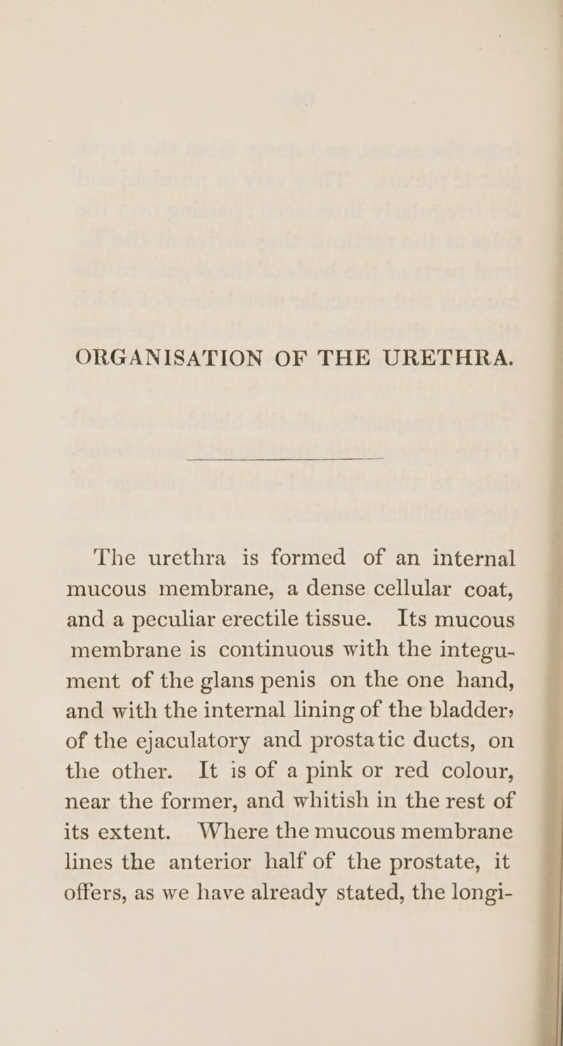 ORGANISATION OF THE URETHRA. The urethra is formed of an internal mucous membrane, a dense cellular coat, and a peculiar erectile tissue. Its mucous membrane is continuous with the integu- ment of the glans penis on the one hand, and with the internal lining of the bladder: of the ejaculatory and prostatic ducts, on the other. It is of a pink or red colour, near the former, and whitish in the rest of its extent. Where the mucous membrane lines the anterior half of the prostate, it offers, as we have already stated, the longi-