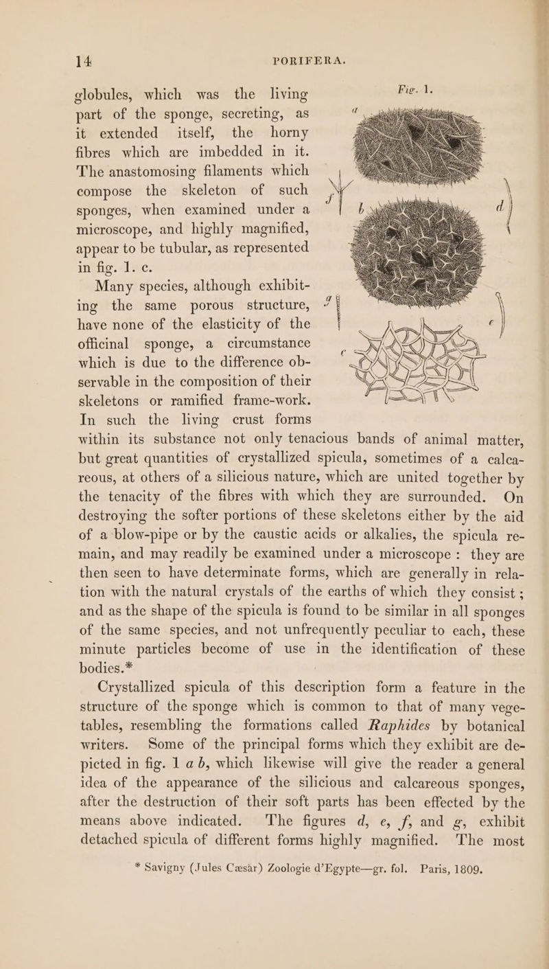 globules, which was the living Biase part of the sponge, secreting, as it extended itself, the horny fibres which are imbedded in it. The anastomosing filaments which compose the skeleton of such sponges, when examined under a microscope, and highly magnified, appear to be tubular, as represented ingfig. alive. Many species, although exhibit- ing the same porous structure, have none of the elasticity of the officinal sponge, a circumstance which is due to the difference ob- servable in the composition of their skeletons or ramified frame-work. In such the living crust forms within its substance not only tenacious bands of animal matter, but great quantities of crystallized spicula, sometimes of a calca- reous, at others of a silicious nature, which are united together by the tenacity of the fibres with which they are surrounded. On destroying the softer portions of these skeletons either by the aid of a blow-pipe or by the caustic acids or alkalies, the spicula re- main, and may readily be examined under a microscope : they are then seen to have determinate forms, which are generally in rela- tion with the natural crystals of the earths of which they consist ; and as the shape of the spicula is found to be similar in all sponges of the same species, and not unfrequently peculiar to each, these minute particles become of use in the identification of these bodies.* : Crystallized spicula of this description form a feature in the structure of the sponge which is common to that of many vege- tables, resembling the formations called Raphides by botanical writers. Some of the principal forms which they exhibit are de- picted in fig. 1 ab, which likewise will give the reader a general idea of the appearance of the silicious and calcareous sponges, after the destruction of their soft parts has been effected by the means above indicated. The figures d, e, f, and g, exhibit detached spicula of different forms highly magnified. The most * Savigny (Jules Caesar) Zoologie d’Egypte—er. fol. Paris, 1809.