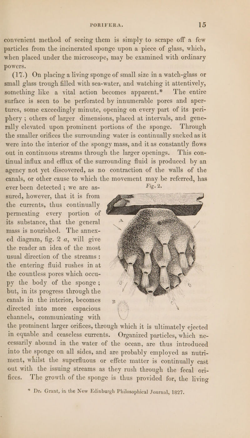 convenient method of seeing them is simply to scrape off a few particles from the incinerated sponge upon a piece of glass, which, when placed under the microscope, may be examined with ordinary powers. (17.) On placing a living sponge of small size in a watch-glass or small glass trough filled with sea-water, and watching it attentively, something like a vital action becomes apparent.* ‘The entire surface is seen to be perforated by innumerable pores and aper- tures, some exceedingly minute, opening on every part of its peri- phery ; others of larger dimensions, placed at intervals, and gene- rally elevated upon prominent portions of the sponge. ‘Through the smaller orifices the surrounding water is continually sucked as it were into the interior of the spongy mass, and it as constantly flows out in continuous streams through the larger openings. This con- tinual influx and efflux of the surrounding fluid is produced by an agency not yet discovered, as no contraction of the walls of the canals, or other cause to which the movement may be referred, has ever been detected ; we are as- Fig. 2. sured, however, that it is from the currents, thus continually permeating every portion of its substance, that the general mass is nourished. The annex- ed diagram, fig. 2 a, will give the reader an idea of the most usual direction of the streams : the entering fluid rushes in at the countless pores which occu- py the body of the sponge ; but, in its progress through the canals in the interior, becomes directed into more capacious Do channels, communicating with ui the prominent larger orifices, through which it is ultimately ejected in equable and ceaseless currents. Organized particles, which ne- cessarily abound in the water of the ocean, are thus introduced into the sponge on all sides, and are probably employed as nutri- ment, whilst the superfluous or effete matter is continually cast out with the issuing streams as they rush through the fecal ori- fices. The growth of the sponge is thus provided for, the living * Dr. Grant, in the New Edinburgh Philosophical Journal, 1827.