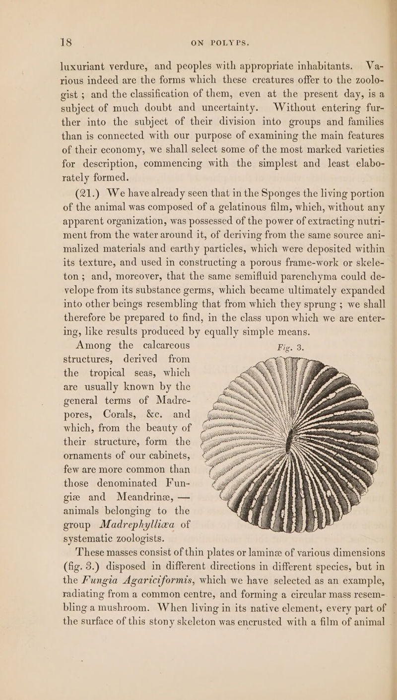 luxuriant verdure, and peoples with appropriate inhabitants. Va- rious indeed are the forms which these creatures offer to the zoolo- gist ; and the classification of them, even at the present day, is a subject of much doubt and uncertainty. Without entering fur- ther into the subject of their division into groups and families than is connected with our purpose of examining the main features of their economy, we shall select some of the most marked varieties for description, commencing with the simplest and least elabo- rately formed. (21.) We have already seen that in the Sponges the living portion of the animal was composed of a gelatinous film, which, without any apparent organization, was possessed of the power of extracting nutri- ment from the water around it, of deriving from the same source ani- malized materials and earthy particles, which were deposited within its texture, and used in constructing a porous frame-work or skele- ton ; and, moreover, that the same semifluid parenchyma could de- velope from its substance germs, which became ultimately expanded into other beings resembling that from which they sprung ; we shall therefore be prepared to find, in the class upon which we are enter- ing, like results produced by equally simple means. Among the calcareous Fig. 3. structures, derived from the tropical seas, which are usually known by the general terms of Madre- pores, Corals, &c. and which, from the beauty of their structure, form the ornaments of our cabinets, few are more common than those denominated Fun- giz and Meandrine, — animals belonging to the group Madrephylliea of systematic zoologists. These masses consist of thin plates or lamine of various dimensions (fig. 3.) disposed in different directions in different species, but in the Fungia Agariciformis, which we have selected as an example, radiating from a common centre, and forming a circular mass resem- bling a mushroom. When living in its native element, every part of _ the surface of this stony skeleton was encrusted with a film of animal —