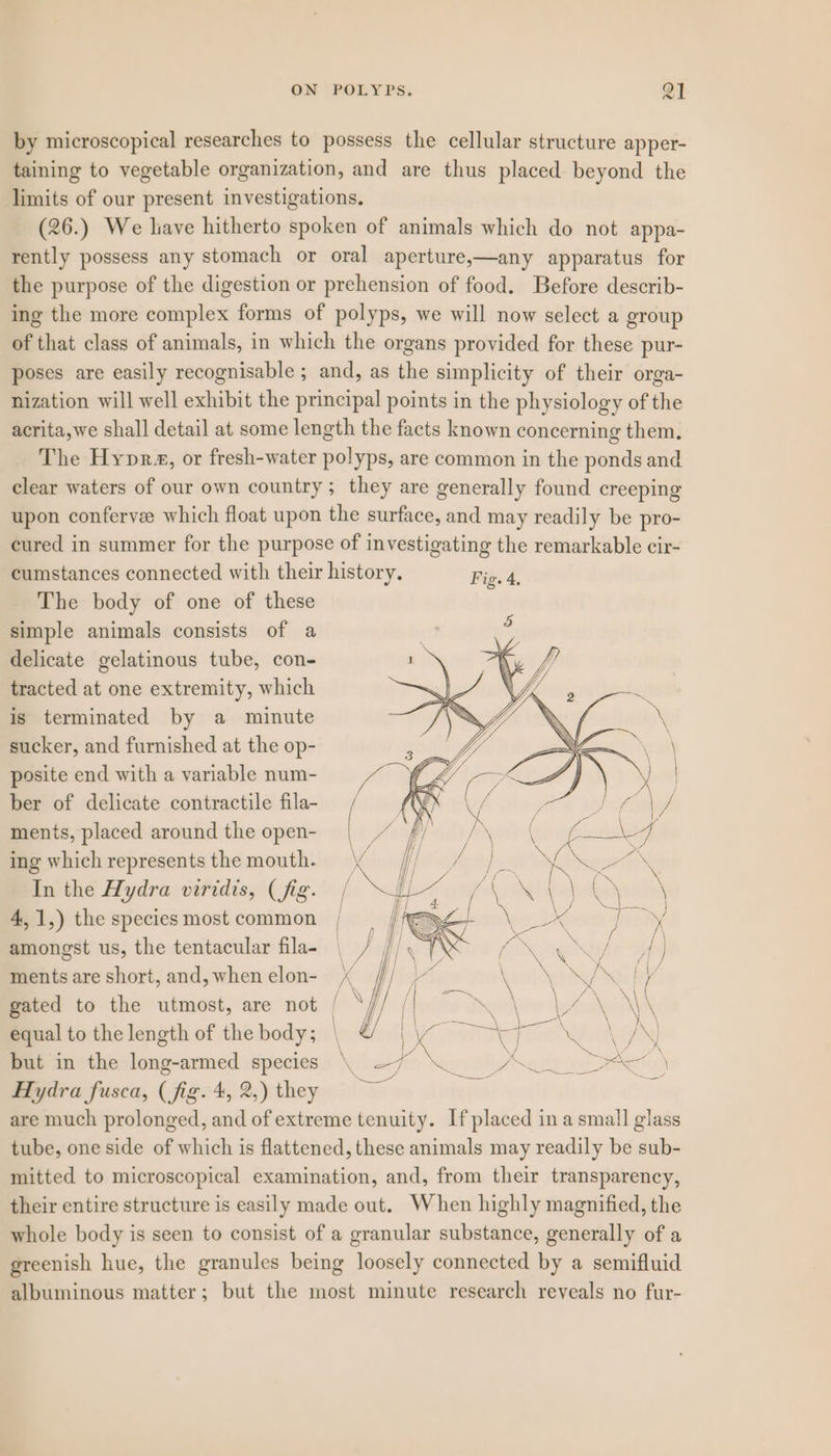 by microscopical researches to possess the cellular structure apper- taining to vegetable organization, and are thus placed beyond the limits of our present investigations. (26.) We liave hitherto spoken of animals which do not appa- rently possess any stomach or oral aperture,—any apparatus for the purpose of the digestion or prehension of food. Before describ- ing the more complex forms of polyps, we will now select a group of that class of animals, in which the organs provided for these pur- poses are easily recognisable ; and, as the simplicity of their orga- nization will well exhibit the principal points in the physiology of the acrita,we shall detail at some length the facts known concerning them. The Hypra«, or fresh-water polyps, are common in the ponds and clear waters of our own country; they are generally found creeping upon confervee which float upon the surface, and may readily be pro- cured in summer for the purpose of investigating the remarkable cir- cumstances connected with their history. Fig. 4. The body of one of these simple animals consists of a delicate gelatinous tube, con- tracted at one extremity, which is terminated by a minute sucker, and furnished at the op- posite end with a variable num- ber of delicate contractile fila- ments, placed around the open- ing which represents the mouth. In the Hydra viridis, (fig. 4,1,) the species most common amongst us, the tentacular fila- ments are short, and, when elon- gated to the utmost, are not | equal to the length of the body; but in the long-armed species Hydra fusca, (fig. 4, 2,) they are much prolonged, and of extreme tenuity. Ifplaced ina small glass tube, one side of which is flattened, these animals may readily be sub- mitted to microscopical examination, and, from their transparency, their entire structure is easily made out. When highly magnified, the whole body is seen to consist of a granular substance, generally of a greenish hue, the granules being loosely connected by a semifluid albuminous matter; but the most minute research reveals no fur-
