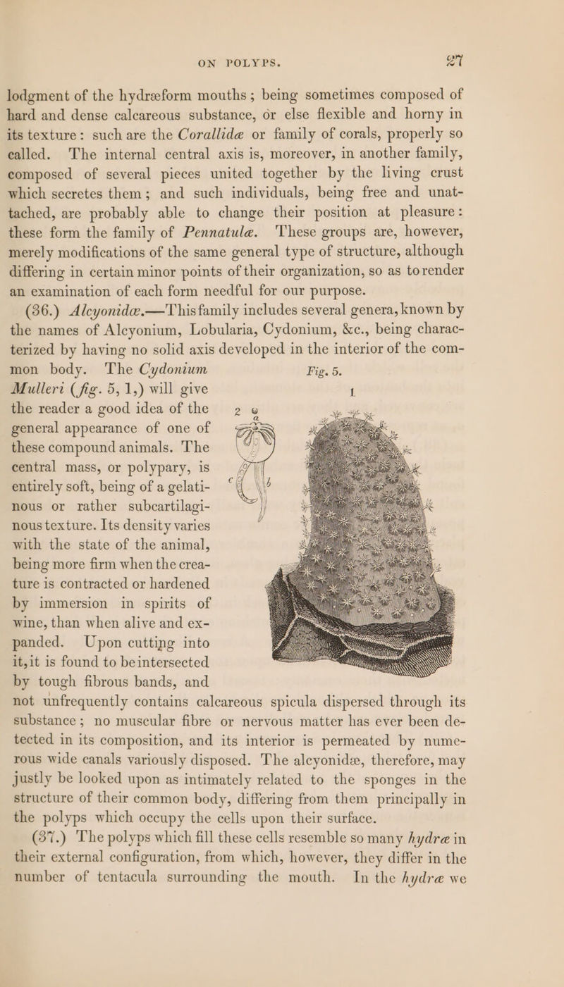 lodgment of the hydreeform mouths ; being sometimes composed of hard and dense calcareous substance, or else flexible and horny in its texture: such are the Corallide or family of corals, properly so called. The internal central axis is, moreover, in another family, composed of several pieces united together by the living crust which secretes them; and such individuals, being free and unat- tached, are probably able to change their position at pleasure : these form the family of Pennatule. ‘These groups are, however, merely modifications of the same general type of structure, although differing in certain minor points of their organization, so as torender an examination of each form needful for our purpose. (36.) Alcyonide.—This family includes several genera, known by the names of Aleyonium, Lobularia, Cydonium, &amp;c., being charac- terized by having no solid axis developed in the interior of the com- mon body. The Cydoniwm Fig. 5. Mullert (fig. 5,1,) will give 1 the reader a good idea of the general appearance of one of these compound animals. The central mass, or polypary, is entirely soft, being of a gelati- nous or rather subcartilagi- nous texture. Its density varies with the state of the animal, being more firm when the crea- ture is contracted or hardened by immersion in spirits of wine, than when alive and ex- panded. Upon cutting into it,it is found to be intersected by tough fibrous bands, and not unfrequently contains calcareous spicula dispersed through its substance ; no muscular fibre or nervous matter has ever been de- tected in its composition, and its interior is permeated by numc- rous wide canals variously disposed. The alcyonide, therefore, may justly be looked upon as intimately related to the sponges in the structure of their common body, differing from them principally in the polyps which occupy the cells upon their surface. (37.) The polyps which fill these cells resemble so many hydre in their external configuration, from which, however, they differ in the number of tentacula surrounding the mouth. In the hydre we