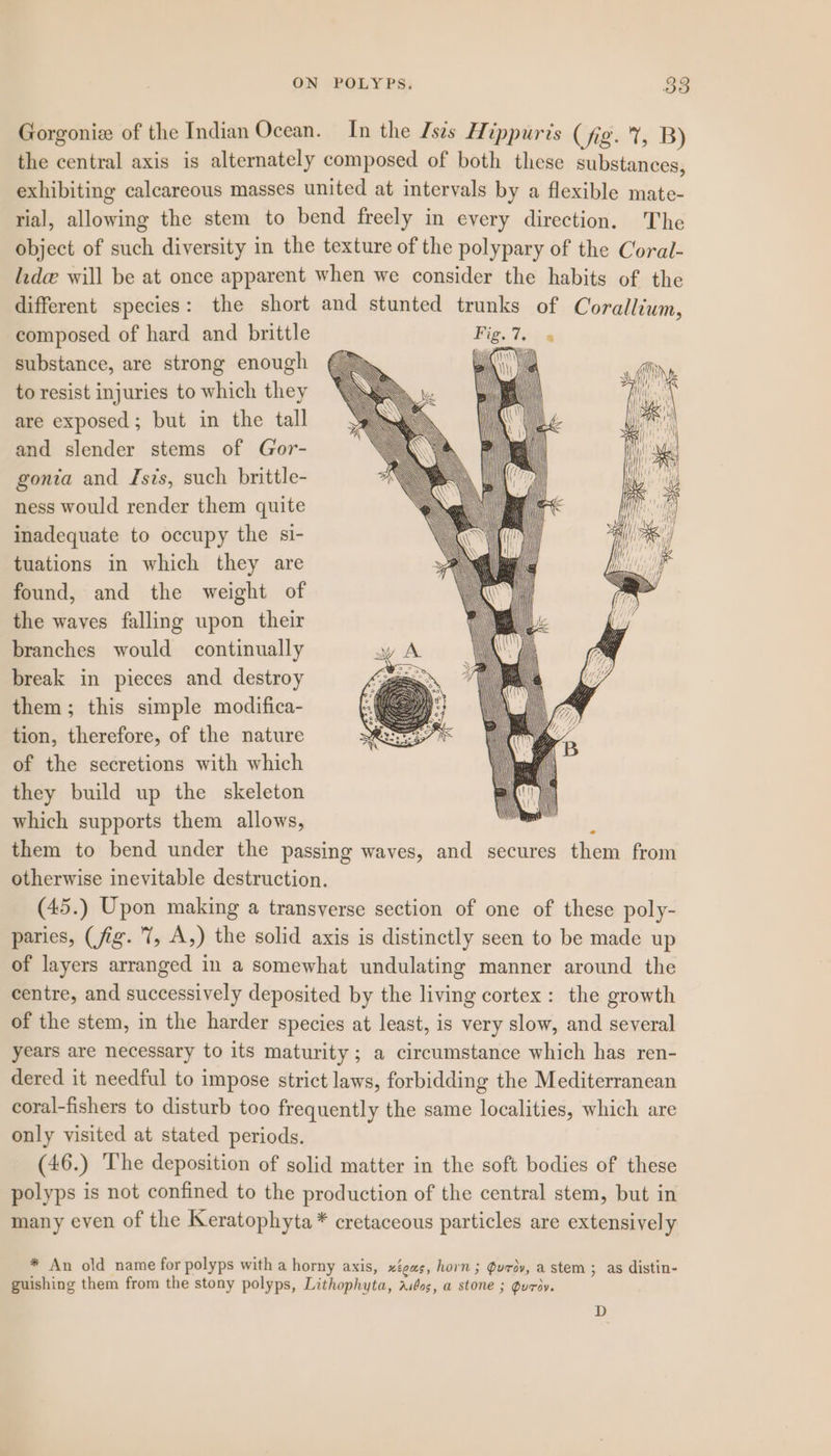 Gorgonize of the Indian Ocean. In the Is¢s Hippuris ( fid4i B) the central axis is alternately composed of both these substances, exhibiting calcareous masses united at intervals by a flexible mate- rial, allowing the stem to bend freely in every direction. The object of such diversity in the texture of the polypary of the Coral- lide will be at once apparent when we consider the habits of the different species: the short and stunted trunks of Corallium, composed of hard and brittle Fig. 7, substance, are strong enough ¢ to resist injuries to which they are exposed; but in the tall and slender stems of Gor- gonta and Isis, such brittle- ness would render them quite inadequate to occupy the si- tuations in which they are found, and the weight of the waves falling upon their branches would continually break in pieces and destroy them; this simple modifica- tion, therefore, of the nature of the secretions with which they build up the skeleton which supports them allows, ; them to bend under the passing waves, and secures them from otherwise inevitable destruction. (45.) Upon making a transverse section of one of these poly- paries, (fig. 7, A,) the solid axis is distinctly seen to be made up of layers arranged in a somewhat undulating manner around the centre, and successively deposited by the living cortex: the growth of the stem, in the harder species at least, is very slow, and several years are necessary to its maturity ; a circumstance which has ren- dered it needful to impose strict laws, forbidding the Mediterranean coral-fishers to disturb too frequently the same localities, which are only visited at stated periods. (46.) The deposition of solid matter in the soft bodies of these polyps is not confined to the production of the central stem, but in many even of the Keratophyta* cretaceous particles are extensively = = oN EE “aay = =e AA 9P- Ga JAA ig An old name for polyps with a horny axis, xtous, horn; @urov, a stem ; as distin- guishing them from the stony polyps, Lithophyta, asdos, a stone ; guriy. D