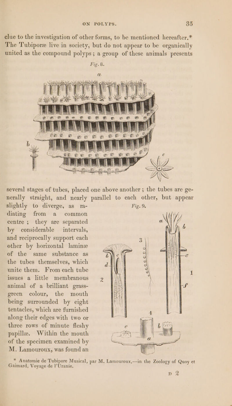 slightly to diverge, as ra- diating from a common centre ; they are separated by considerable intervals, and reciprocally support each other by horizontal lamine of the same substance as the tubes themselves, which unite them. From each tube issues a little membranous animal of a brilliant grass- green colour, the mouth being surrounded by eight tentacles, which are furnished along their edges with two or three rows of minute fleshy papille. Within the mouth of the specimen examined by M. Lamouroux, was found an Fig. 9. i (Ar ly Gaimard, Voyage de 1’Uranie. p 2