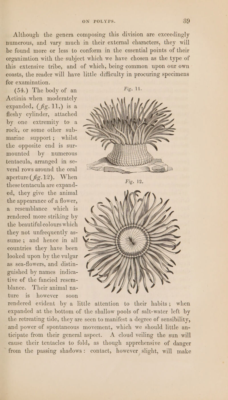 Although the genera composing this division are exceedingly numerous, and vary much in their external characters, they will be found more or less to conform in the essential points of their organization with the subject which we have chosen as the type of this extensive tribe, and of which, being common upon our own coasts, the reader will have little difficulty in procuring specimens for examination. (54.) The body of an Hige ith, Actinia when moderately expanded, (fig. 11,) is a fleshy cylinder, attached by one extremity to a rock, or some other sub- marine support; whilst the opposite end is sur- mounted by numerous tentacula, arranged in se- veral rows around the oral aperture (fig.12). When these tentacula are expand- ed, they give the animal the appearance of a flower, a resemblance which is rendered more striking by the beautiful colours which they not unfrequently as- sume; and hence in all countries they have been looked upon by the vulgar as sea-flowers, and distin- guished by names indica- tive of the fancied resem- blance. ‘Their animal na- ture is however soon rendered evident by a little attention to their habits; when expanded at the bottom of the shallow pools of salt-water left by the retreating tide, they are seen to manifest a degree of sensibility, and power of spontaneous movement, which we should little an- ticipate from their general aspect. A cloud veiling the sun will cause their tentacles to fold, as though apprehensive of danger from the passing shadows: contact, however slight, will make