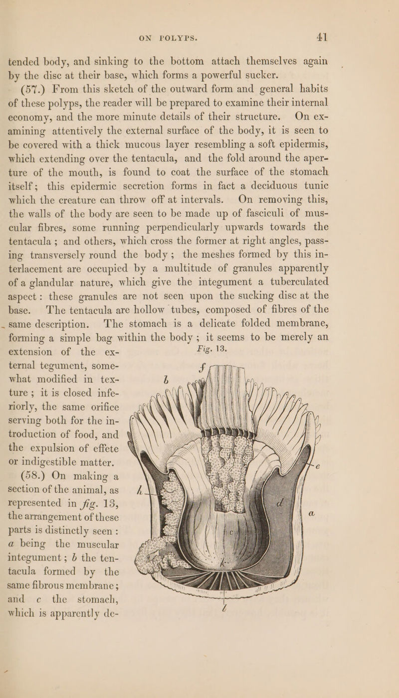 tended body, and sinking to the bottom attach themselves again by the disc at their base, which forms a powerful sucker. (57.) From this sketch of the outward form and general habits of these polyps, the reader will be prepared to examine their internal economy, and the more minute details of their structure. On ex- amining attentively the external surface of the body, it is seen to be covered with a thick mucous layer resembling a soft epidermis, which extending over the tentacula, and the fold around the aper- ture of the mouth, is found to coat the surface of the stomach itself; this epidermic secretion forms in fact a deciduous tunic which the creature can throw off at intervals. On removing this, the walls of the body are seen to be made up of fasciculi of mus- cular fibres, some running perpendicularly upwards towards the tentacula ; and others, which cross the former at right angles, pass- ing transversely round the body; the meshes formed by this in- terlacement are occupied by a multitude of granules apparently of a glandular nature, which give the integument a tuberculated aspect: these granules are not seen upon the sucking disc at the base. The tentacula are hollow tubes, composed of fibres of the _same description. The stomach is a delicate folded membrane, forming a simple bag within the body ; it seems to be merely an extension of the ex- de ternal tegument, some- what modified in tex- ture ; it is closed infe- riorly, the same orifice serving both for the in- troduction of food, and the expulsion of effete or indigestible matter. (58.) On making a section of the animal, as represented in fig. 13, the arrangement of these parts is distinctly seen : a being the muscular integument ; } the ten- tacula formed by the same fibrous membrane; and c the stomach, which is apparently de-