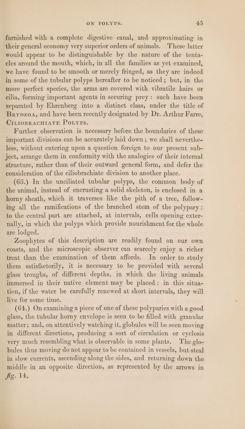 furnished with a complete digestive canal, and approximating in their general economy very superior orders of animals. These latter would appear to be distinguishable by the nature of the tenta- cles around the mouth, which, in all the families as yet examined, we have found to be smooth or merely fringed, as they are indeed in some of the tubular polyps hereafter to be noticed ; but, in the more perfect species, the arms are covered with vibratile hairs or cilia, forming important agents in securing prey: such have been separated by Ehrenberg into a distinct class, under the title of Bryozoa, and have been recently designated by Dr. Arthur Farre, CiLioBRACHIATE Potyps. Further observation is necessary before the boundaries of these important divisions can be accurately laid down ; we shall neverthe- less, without entering upon a question foreign to our present sub- ject, arrange them in conformity with the analogies of their internal structure, rather than of their outward general form, and defer the consideration of the ciliobrachiate division to another place. (63.) In the unciliated tubular polyps, the common body of the animal, instead of encrusting a solid skeleton, is enclosed in a horny sheath, which it traverses like the pith of a tree, follow- ing all the ramifications of the branched stem of the polypary : to the central part are attached, at intervals, cells opening exter- nally, in which the polyps which provide nourishment for the whole are lodged. Zoophytes of this description are readily found on our own coasts, and the microscopic observer can scarcely enjoy a richer treat than the examination of them affords. In order to study them satisfactorily, it is necessary to be provided with several glass troughs, of different depths, in which the living animals immersed in their native element may be placed: in this situa- tion, if the water be carefully renewed at short intervals, they will live for some time. (64.) On examining a piece of one of these polyparies with a good glass, the tubular horny envelope is seen to be filled with granular matter; and, on attentively watching it, globules will be seen moving in different directions, producing a sort of circulation or cyclosis very much resembling what is observable in some plants. The glo- bules thus moving do not appear to be contained in vessels, but steal in slow currents, ascending along the sides, and returning down the middle in an opposite direction, as represented by the arrows in fig. 14.