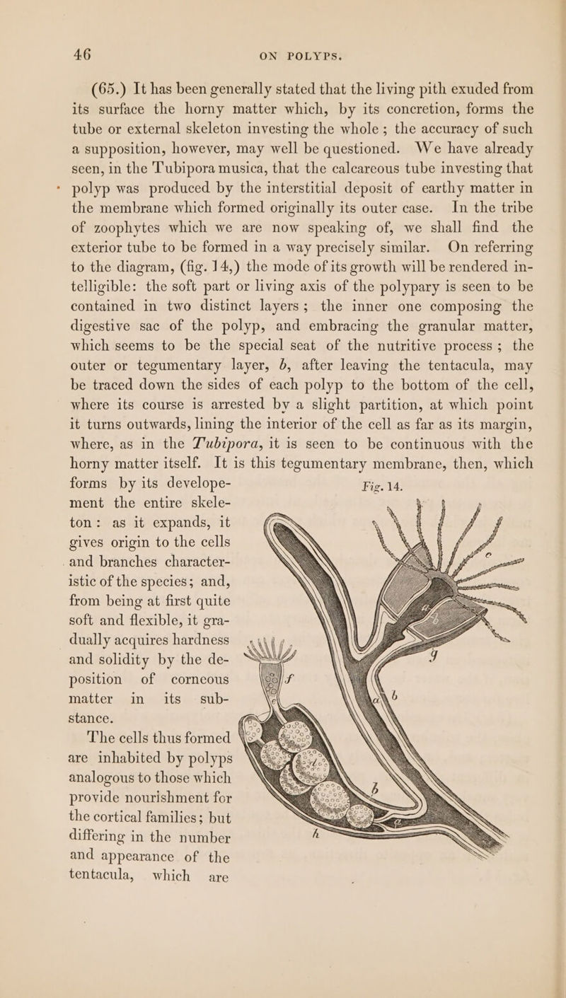 (65.) It has been generally stated that the living pith exuded from its surface the horny matter which, by its concretion, forms the tube or external skeleton investing the whole; the accuracy of such a supposition, however, may well be questioned. We have already seen, in the Tubipora musica, that the calcareous tube investing that * polyp was produced by the interstitial deposit of earthy matter in the membrane which formed originally its outer case. In the tribe of zoophytes which we are now speaking of, we shall find the exterior tube to be formed in a way precisely similar. On referring to the diagram, (fig. 14,) the mode of its growth will be rendered in- telligible: the soft part or living axis of the polypary is seen to be contained in two distinct layers; the inner one composing the digestive sac of the polyp, and embracing the granular matter, which seems to be the special seat of the nutritive process ; the outer or tegumentary layer, 6, after leaving the tentacula, may be traced down the sides of each polyp to the bottom of the cell, where its course is arrested by a slight partition, at which point it turns outwards, lining the interior of the cell as far as its margin, where, as in the Z'ubzpora, it is seen to be continuous with the horny matter itself. It is this tegumentary membrane, then, which forms by its develope- Ae ment the entire skele- ton: as it expands, it gives origin to the cells -and branches character- istic of the species; and, from being at first quite soft and flexible, it gra- dually acquires hardness and solidity by the de- position of corneous matter in its sub- stance. (es The cells thus formed \ are inhabited by polyps analogous to those which provide nourishment for the cortical families; but differing in the number and appearance of the tentacula, which are