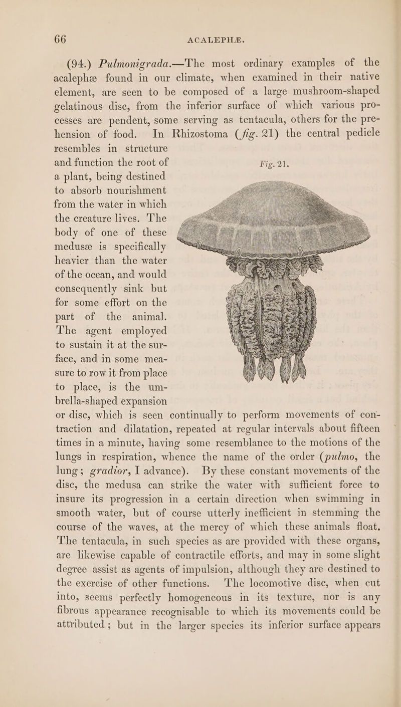 (94.) Pulmonigrada.—The most ordinary examples of the acalephe found in our climate, when examined in their native element, are seen to be composed of a large mushroom-shaped gelatinous disc, from the inferior surface of which various pro- cesses are pendent, some serving as tentacula, others for the pre- hension of food. In Rhizostoma (fig. 21) the central pedicle resembles in structure and function the root of Fig. 21. a plant, being destined to absorb nourishment from the water in which the creature lives. The body of one of these meduse is specifically heavier than the water of the ocean, and would consequently sink but for some effort on the part of the animal. The agent employed to sustain it at the sur- face, and in some mea- sure to row it from place to place, is the um- brella-shaped expansion or disc, which is seen continually to perform movements of con- traction and dilatation, repeated at regular intervals about fifteen times in a minute, having some resemblance to the motions of the lungs in respiration, whence the name of the order (pudmo, the lung; gradior, | advance). By these constant movements of the disc, the medusa can strike the water with sufficient force to insure its progression in a certain direction when swimming in smooth water, but of course utterly inefficient in stemming the course of the waves, at the mercy of which these animals float. The tentacula, in such species as are provided with these organs, are likewise capable of contractile efforts, and may in some slight degree assist as agents of impulsion, although they are destined to the exercise of other functions. The locomotive disc, when cut into, seems perfectly homogeneous in its texture, nor is any fibrous appearance recognisable to which its movements could be attributed ; but in the larger species its inferior surface appears