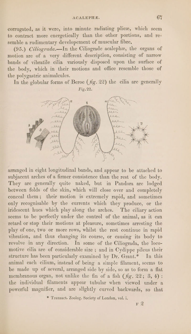 corrugated, as it were, into minute radiating plice, which seem to contract more energetically than the other portions, and re- semble a rudimentary developement of muscular fibre. (95.) Ciliograda.—tIn the Ciliograde acalephe, the organs of motion are of a very different description, consisting of narrow bands of vibratile cilia variously disposed upon the surface of the body, which in their motions and office resemble those of the polygastric animalcules. In the globular forms of Beroe (fig. 22) the cilia are generally arranged in eight longitudinal bands, and appear to be attached to subjacent arches of a firmer consistence than the rest of the body. They are generally quite naked, but in Pandora are lodged between folds of the skin, which will close over and completely conceal them; their motion is extremely rapid, and sometimes only recognisable by the eurrents which they produce, or the iridescent hues which play along the arches. The ciliary action seems to be perfectly under the control of the animal, as it can retard or stop their motions at pleasure, sometimes arresting the play of one, two or more rows, whilst the rest continue in rapid vibration, and thus changing its course, or causing its body to revolve in any direction. In some of the Ciliograda, the loco- motive cilia are of considerable size ; and in Cydippe pileus their structure has been particularly examined by Dr. Grant.* In this animal each cilium, instead of being a simple filament, seems to be made up of several, arranged side by side, so as to form a flat membranous organ, not unlike the fin of a fish (fig. 22; 3, 4): the individual filaments appear tubular when viewed under a powerful magnifier, and are slightly curved backwards, so that * Transact. Zoolog. Society of London, vol. i, Ee