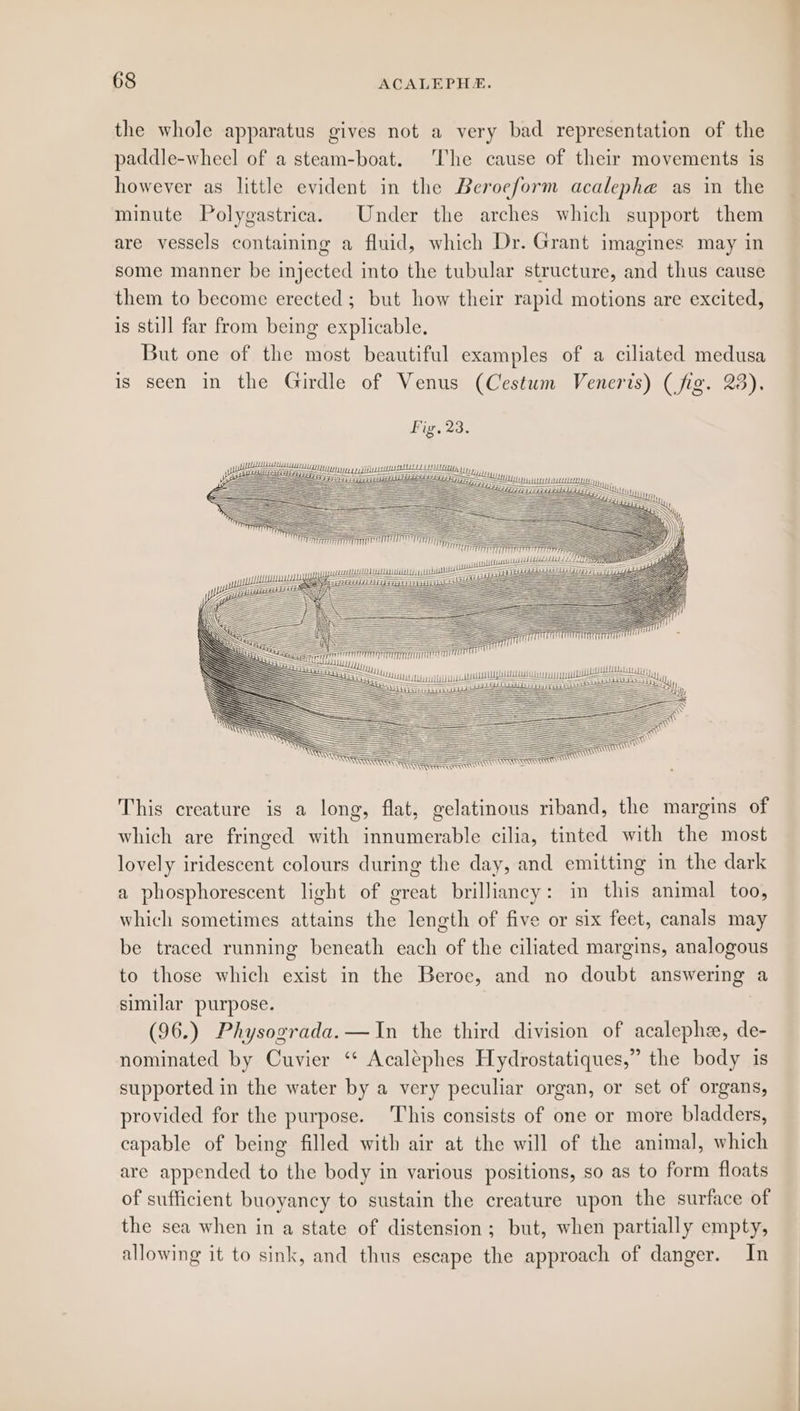 the whole apparatus gives not a very bad representation of the paddle-wheel of a steam-boat. The cause of their movements is however as little evident in the Beroeform acalephe as in the minute Polygastrica. Under the arches which support them are vessels containing a fluid, which Dr. Grant imagines may in some manner be injected into the tubular structure, and thus cause them to become erected; but how their rapid motions are excited, is still far from being explicable. But one of the most beautiful examples of a ciliated medusa is seen in the Girdle of Venus (Cestum Veneris) (fig. 23). Fig. 23. = SS i, TiS itt SS = imran SS TTT SSSssss Tiss AL vsti gptubsbieunal Ate id iLied a LATT cL ee = TOTO ; F erento eee — = = = Z LTT 5 = SS = 4 = = FAA amit = = = ree an nT ~ Sad. ith Se Aud eee ut uu piste Tere me i 2 jr eS ear, This creature is a long, flat, gelatinous riband, the margins of which are fringed with innumerable cilia, tinted with the most lovely iridescent colours during the day, and emitting in the dark a phosphorescent light of great brilliancy: in this animal too, which sometimes attains the length of five or six feet, canals may be traced running beneath each of the ciliated margins, analogous to those which exist in the Beroe, and no doubt answering a similar purpose. | (96.) Physograda.—In the third division of acalephe, de- nominated by Cuvier ‘“* Acaléphes Hydrostatiques,” the body is supported in the water by a very peculiar organ, or set of organs, provided for the purpose. This consists of one or more bladders, capable of being filled with air at the will of the animal, which are appended to the body in various positions, so as to form floats of sufficient buoyancy to sustain the creature upon the surface of the sea when in a state of distension; but, when partially empty, allowing it to sink, and thus escape the approach of danger. In