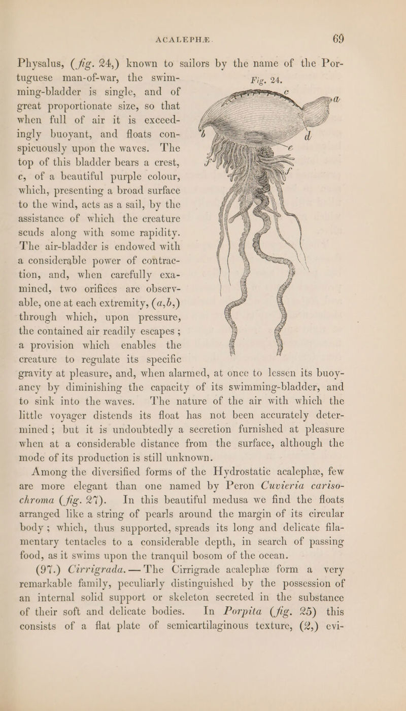 Physalus, (fig. 24,) known to sailors by the name of the Por- tuguese man-of-war, the swim- Fig. 24. ming-bladder is single, and of great proportionate size, so that when full of air it is exceed- ingly buoyant, and floats con- spicuously upon the waves. ‘he top of this bladder bears a crest, c, of a beautiful purple colour, which, presenting a broad surface to the wind, acts as a sail, by the assistance of which the creature scuds along with some rapidity. The air-bladder is endowed with a considerable power of contrac- tion, and, when carefully exa- mined, two orifices are observ- able, one at each extremity, (a,b,) through which, upon pressure, the contained air readily escapes ; a provision which enables the creature to regulate its specific gravity at pleasure, and, when alarmed, at once to lessen its buoy- ancy by diminishing the capacity of its swimming-bladder, and to sink into the waves. The nature of the air with which the little voyager distends its float has not been accurately deter- mined; but it is undoubtedly a secretion furnished at pleasure when at a considerable distance from the surface, although the mode of its production is still unknown. Among the diversified forms of the Hydrostatic acalephe, few are more elegant than one named by Peron Cuvierta cariso- chroma (fig. 27). In this beautiful medusa we find the floats arranged like a string of pearls around the margin of its circular body ; which, thus supported, spreads its long and delicate fila- mentary tentacles to a considerable depth, in search of passing food, as it swims upon the tranquil bosom of the ocean. (97.) Corrigrada.—'The Cirrigrade acalephe form a_ very remarkable family, peculiarly distinguished by the possession of an internal solid support or skeleton secreted in the substance of their soft and delicate bodies. In Porpita (fig. 25) this consists of a flat plate of semicartilaginous texture, (2,) evi-