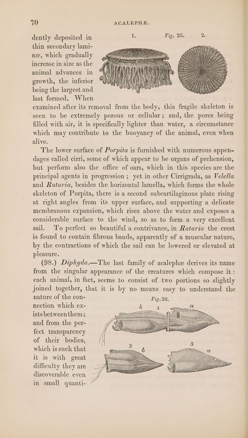 dently deposited in A igus a thin secondary lami- nee, which gradually increase in size as the animal advances in growth, the inferior being the largest and last formed. When examined after its removal from the body, this fragile skeleton is seen to be extremely porous or cellular; and, the pores being filled with air, it is specifically lighter than water, a circumstance which may contribute to the buoyancy of the animal, even when alive. The lower surface of Porpzta is furnished with numerous appen- dages called cirri, some of which appear to be organs of prehension, but perfurm also the office of oars, which in this species are the principal agents in progression ; yet in other Cirrigrada, as Veledla and Rataria, besides the horizontal lamella, which forms the whole skeleton of Porpita, there is a second subcartilaginous plate rising at right angles from its upper surface, and supporting a delicate membranous expansion, which rises above the water and exposes a considerable surface to the wind, so as to form a very excellent sail. To perfect so beautiful a contrivance, in Rataria the crest is found to contain fibrous bands, apparently of a muscular nature, by the contractions of which the sail can be lowered or elevated at pleasure. | (98.) Diphyda.—The last family of acalephe derives its name from the singular appearance of the creatures which compose it : each animal, in fact, seems to consist of two portions so slightly joined together, that it is by no means easy to understand the nature of the con- Fig. 26. nection which ex- ists betweenthem; and from the per- fect transparency of their bodies, which is such that it is with great difficulty they are discoverable even in small quanti-