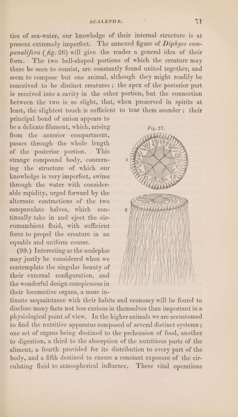 ties of sea-water, our knowledge of their internal structure is at present extremely imperfect. The annexed figure of Diphyes cam- panulifera (fig. 26) will give the reader a general idea of their form. The two bell-shaped portions of which the creature may there be seen to consist, are constantly found united together, and seem to compose but one animal, although they might readily be conceived to be distinct creatures ; the apex of the posterior part is received into a cavity in the other portion, but the connection between the two is so slight, that, when preserved in spirits at least, the slightest touch is sufficient to tear them asunder; their principal bond of union appears to be a delicate filament, which, arising from the anterior compartment, passes through the whole length of the posterior portion. This strange compound body, concern- ing the structure of which our knowledge is very imperfect, swims through the water with consider- able rapidity, urged forward by the alternate contractions of the two campanulate halves, which con- tinually take in and eject the cir- cumambient fluid, with sufficient force to propel the creature in an equable and uniform course. (99.) Interesting as the acalephe may justly be considered when we contemplate the singular beauty of their external configuration, and the wonderful design conspicuous in their locomotive organs, a more in- timate acquaintance with their habits and economy will be found to disclose many facts not less curious in themselves than important in a physiological point of view. In the higher animals we are accustomed to find the nutritive apparatus composed of several distinct systems ; one set of organs being destined to the prehension of food, another to digestion, a third to the absorption of the nutritious parts of the aliment, a fourth provided for its distribution to every part of the body, and a fifth destined to ensure a constant exposure of the cir- culating fluid to atmospherical influence. These vital operations