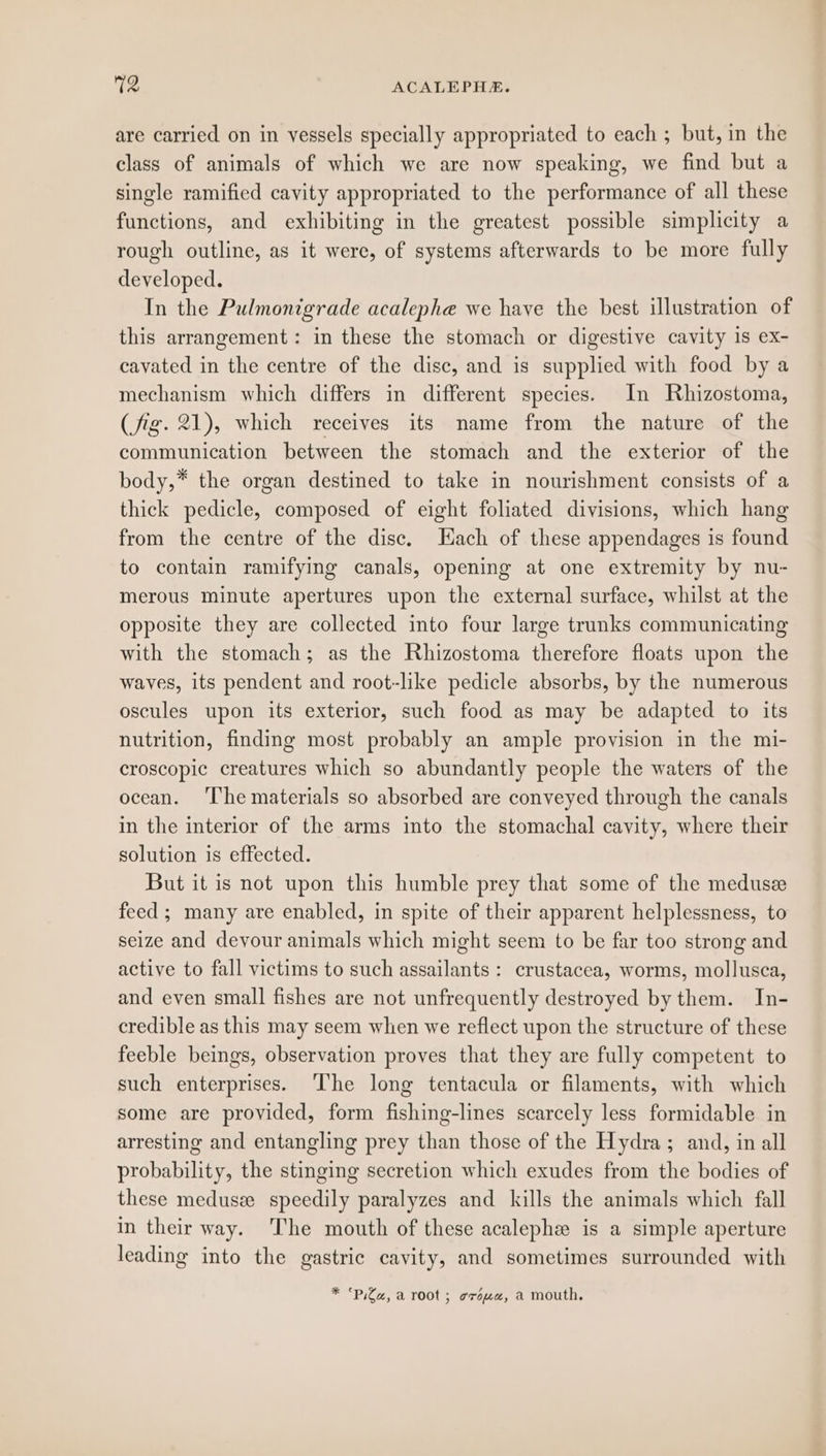 are carried on in vessels specially appropriated to each ; but, in the class of animals of which we are now speaking, we find but a single ramified cavity appropriated to the performance of all these functions, and exhibiting in the greatest possible simplicity a rough outline, as it were, of systems afterwards to be more fully developed. In the Pulmonigrade acalephe we have the best illustration of this arrangement: in these the stomach or digestive cavity 1s ex- cavated in the centre of the disc, and is supplied with food by a mechanism which differs in different species. In Rhizostoma, (fig. 21), which receives its name from the nature of the communication between the stomach and the exterior of the body,* the organ destined to take in nourishment consists of a thick pedicle, composed of eight foliated divisions, which hang from the centre of the disc. Hach of these appendages is found to contain ramifying canals, opening at one extremity by nu- merous minute apertures upon the external surface, whilst at the opposite they are collected into four large trunks communicating with the stomach; as the Rhizostoma therefore floats upon the waves, its pendent and root-like pedicle absorbs, by the numerous oscules upon its exterior, such food as may be adapted to its nutrition, finding most probably an ample provision in the mi- croscopic creatures which so abundantly people the waters of the ocean. ‘The materials so absorbed are conveyed through the canals in the interior of the arms into the stomachal cavity, where their solution is effected. But it is not upon this humble prey that some of the meduse feed ; many are enabled, in spite of their apparent helplessness, to seize and devour animals which might seem to be far too strong and active to fall victims to such assailants : crustacea, worms, mollusca, and even small fishes are not unfrequently destroyed by them. In- credible as this may seem when we reflect upon the structure of these feeble beings, observation proves that they are fully competent to such enterprises. ‘The long tentacula or filaments, with which some are provided, form fishing-lines scarcely less formidable in arresting and entangling prey than those of the Hydra; and, in all probability, the stinging secretion which exudes from the bodies of these medusze speedily paralyzes and kills the animals which fall in their way. The mouth of these acalephe is a simple aperture leading into the gastric cavity, and sometimes surrounded with Pe Picer root ; OTOL, a mouth,