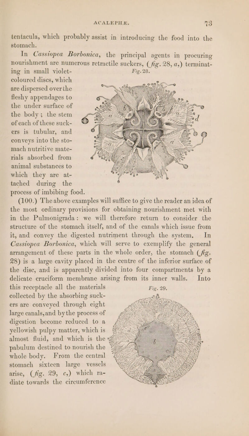 tentacula, which probably assist in introducing the food into the stomach. In Casstopea Borbonica, the principal agents in procuring nourishment are numerous retractile suckers, (fig. 28, a,) terminat- ing in small violet- _— *Fig. 28. coloured discs, which are dispersed over the fleshy appendages to the under surface of the body; the stem of each of these suck- ers is tubular, and conveys into the sto- mach nutritive mate- rials absorbed from animal substances to which they are at- tached during the process of imbibing food. (100.) The above examples will suffice to give the reader an idea of the most ordinary provisions for obtaining nourishment met with in the Pulmonigrada: we will therefore return to consider the structure of the stomach itself, and of the canals which issue from it, and convey the digested nutriment through the system. In Casstopea Borbonica, which will serve to exemplify the general arrangement of these parts in the whole order, the stomach (fg. 28) is a large cavity placed in the centre of the inferior surface of the disc, and is apparently divided into four compartments by a delicate cruciform membrane arising from its inner walls. Into this receptacle all the materials Fin. 29: collected by the absorbing suck- a ers are conveyed through eight Yy large canals,and bythe process of digestion become reduced toa £ yellowish pulpy matter, which is se whole body. From the central stomach sixteen large vessels arise, (fig. 29, c,) which ra- diate towards the circumference