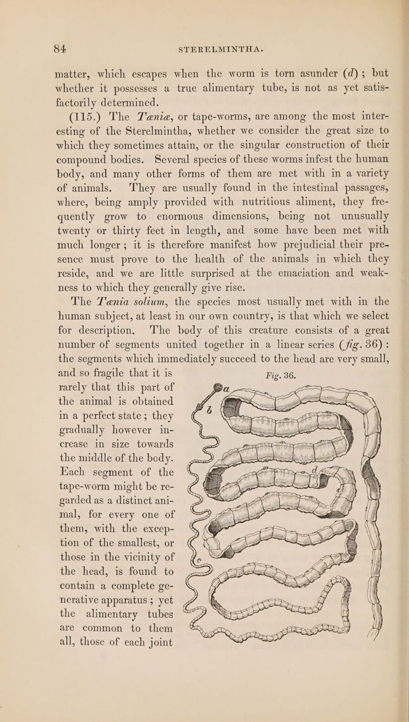 matter, which escapes when the worm is torn asunder (d); but whether it possesses a true alimentary tube, is not as yet satis- factorily determined. (115.) The J'enia, or tape-worms, are among the most inter- esting of the Sterelmintha, whether we consider the great size to which they sometimes attain, or the singular construction of their compound bodies. Several species of these worms infest the human body, and many other forms of them are met with in a variety of animals. They are usually found in the intestinal passages, where, being amply provided with nutritious aliment, they fre- quently grow to enormous dimensions, being not unusually twenty or thirty feet in length, and some have been met with much longer; it is therefore manifest how prejudicial their pre- sence must prove to the health of the animals in which they reside, and we are little surprised at the emaciation and weak- ness to which they generally give rise. The Tenia solium, the species most usually met with in the human subject, at least in our own country, is that which we select for description. The body of this creature consists of a great number of segments united together in a linear series (fig. 36) : the segments which immediately succeed to the head are very small, and so fragile that it is rarely that this part of the animal is obtained in a perfect state; they gradually however in- crease in size towards the middle of the body. Kach segment of the tape-worm might be re- garded as a distinct ani- mal, for every one of them, with the excep- tion of the smallest, or those in the vicinity of the head, is found to contain a complete ge- nerative apparatus ; yet the alimentary tubes are common to them all, those of each joint