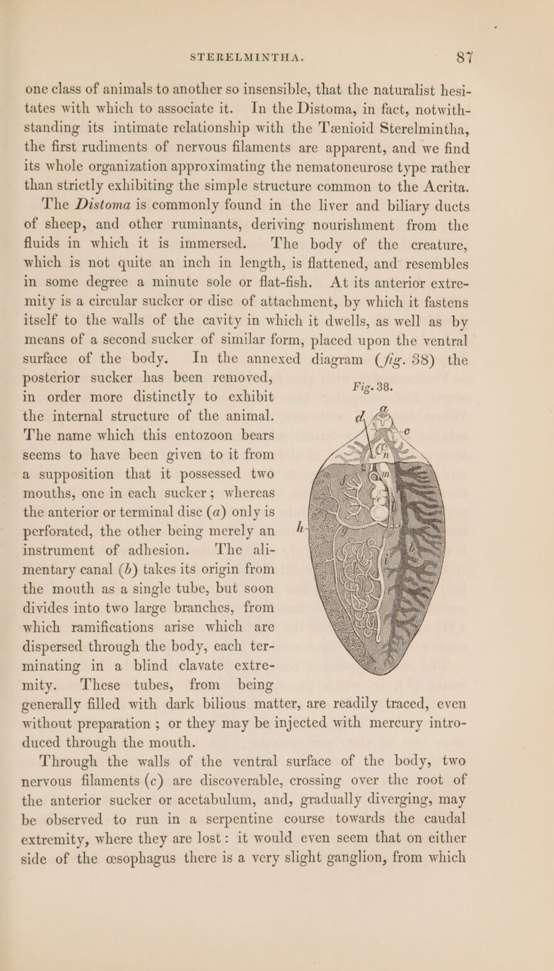 one class of animals to another so insensible, that the naturalist hesi- tates with which to associate it. In the Distoma, in fact, notwith- standing its intimate relationship with the Tenioid Sterelmintha, the first rudiments of nervous filaments are apparent, and we find its whole organization approximating the nematoneurose type rather than strictly exhibiting the simple structure common to the Acrita. The Distoma is commonly found in the liver and biliary ducts of sheep, and other ruminants, deriving nourishment from the fluids in which it is immersed. The body of the creature, which is not quite an inch in length, is flattened, and resembles in some degree a minute sole or flat-fish. At its anterior extre- mity is a circular sucker or dise of attachment, by which it fastens itself to the walls of the cavity in which it dwells, as well as by means of a second sucker of similar form, placed upon the ventral surface of the body. In the annexed diagram (fig. 88) the posterior sucker has been removed, in order more distinctly to exhibit the internal structure of the animal. The name which this entozoon bears seems to have been given to it from a supposition that it possessed two mouths, one in each sucker; whereas the anterior or terminal disc (a) only is perforated, the other being merely an instrument of adhesion. ‘The ali- mentary canal (b) takes its origin from the mouth as a single tube, but soon divides into two large branches, from which ramifications arise which are dispersed through the body, each ter- minating in a blind clavate extre- mity. These tubes, from being generally filled with dark bilious matter, are readily traced, even without preparation ; or they may be injected with mercury intro- duced through the mouth. Through the walls of the ventral surface of the body, two nervous filaments (c) are discoverable, crossing over the root of the anterior sucker or acetabulum, and, gradually diverging, may be observed to run in a serpentine course towards the caudal extremity, where they are lost: it would even seem that on either side of the csophagus there is a very slight ganglion, from which