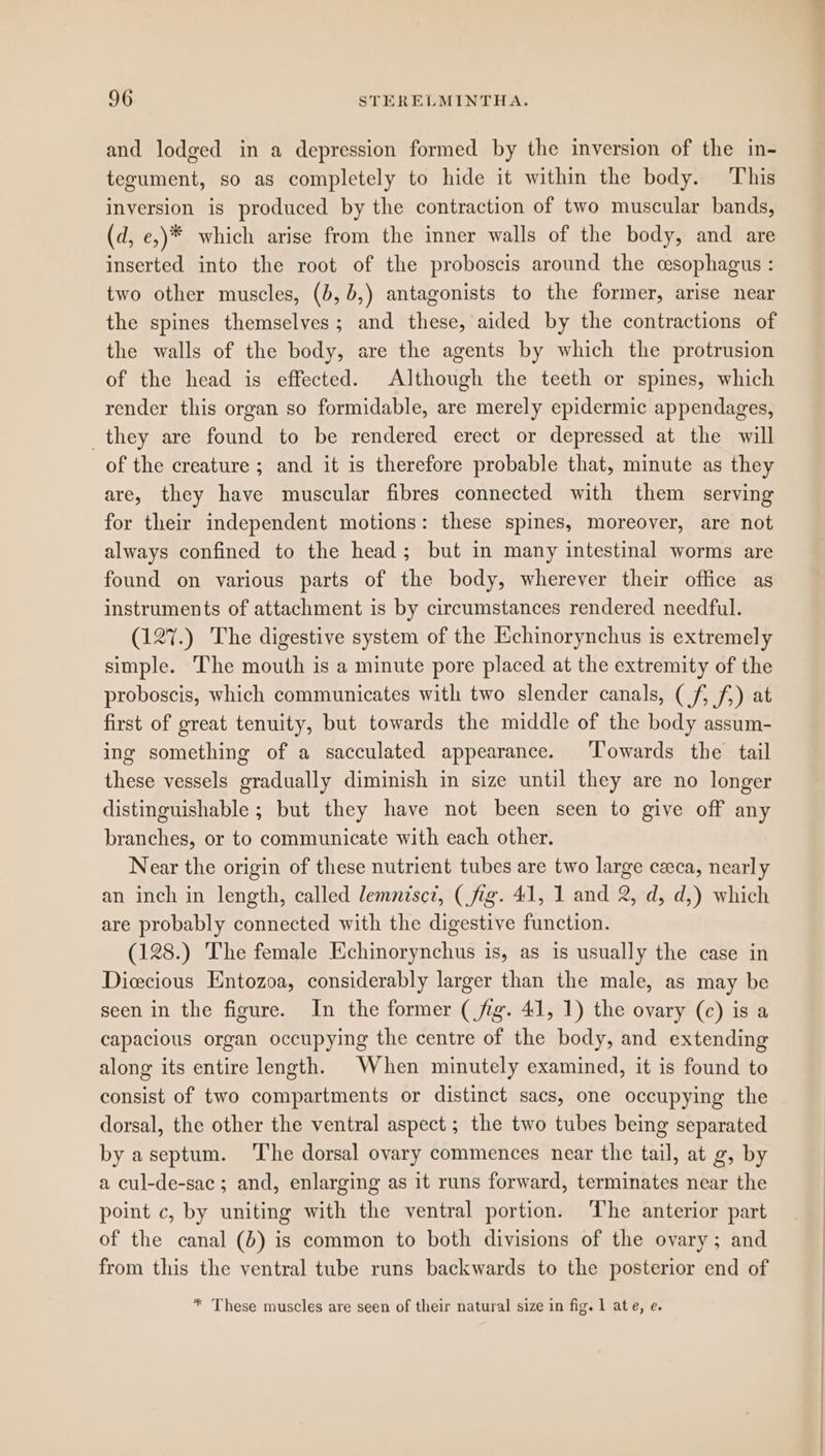 and lodged in a depression formed by the inversion of the in- tegument, so as completely to hide it within the body. This inversion is produced by the contraction of two muscular bands, (d, e,)* which arise from the inner walls of the body, and are inserted into the root of the proboscis around the cesophagus : two other muscles, (5, 6,) antagonists to the former, arise near the spines themselves; and these, aided by the contractions of the walls of the body, are the agents by which the protrusion of the head is effected. Although the teeth or spines, which render this organ so formidable, are merely epidermic appendages, _they are found to be rendered erect or depressed at the will of the creature ; and it is therefore probable that, minute as they are, they have muscular fibres connected with them serving for their independent motions: these spines, moreover, are not always confined to the head; but in many intestinal worms are found on various parts of the body, wherever their office as instruments of attachment is by circumstances rendered needful. (127.) The digestive system of the Echinorynchus is extremely simple. The mouth is a minute pore placed at the extremity of the proboscis, which communicates with two slender canals, ( f, f;) at first of great tenuity, but towards the middle of the body assum- ing something of a sacculated appearance. ‘Towards the tail these vessels gradually diminish in size until they are no longer distinguishable ; but they have not been seen to give off any branches, or to communicate with each other. Near the origin of these nutrient tubes are two large ceeca, nearly an inch in length, called lemnisct, (fig. 41, 1 and 2, d, d,) which are probably connected with the digestive function. (128.) The female Echinorynchus is, as is usually the case in Dicecious Entozoa, considerably larger than the male, as may be seen in the figure. In the former (fig. 41, 1) the ovary (c) is a capacious organ occupying the centre of the body, and extending along its entire length. When minutely examined, it is found to consist of two compartments or distinct sacs, one occupying the dorsal, the other the ventral aspect ; the two tubes being separated by aseptum. ‘The dorsal ovary commences near the tail, at g, by a cul-de-sac ; and, enlarging as it runs forward, terminates near the point c, by uniting with the ventral portion. ‘The anterior part of the canal (b) is common to both divisions of the ovary; and from this the ventral tube runs backwards to the posterior end of * These muscles are seen of their natural size in fig. 1 ate, e.