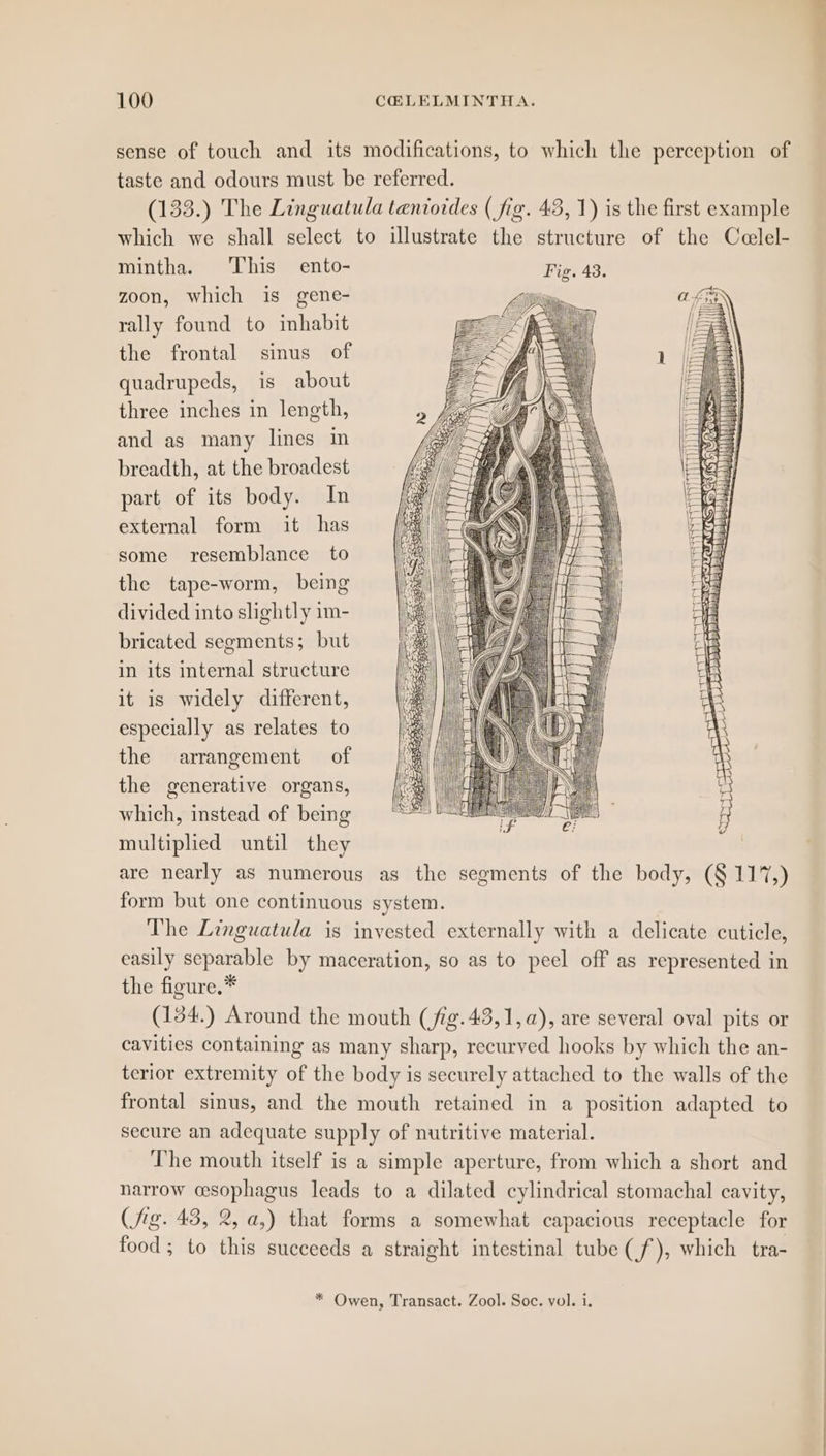 sense of touch and its modifications, to which the perception of taste and odours must be referred. (133.) The Linguatula teniotdes ( fig. 43, 1) is the first example which we shall select to illustrate the structure of the Celel- mintha. This ento- zoon, which is gene- rally found to inhabit the frontal sinus of quadrupeds, is about three inches in length, and as many lines in breadth, at the broadest part of its body. In external form it has some resemblance to the tape-worm, being divided into slightly 1m- bricated segments; but in its internal structure it is widely different, especially as relates to the arrangement of the generative organs, which, instead of being multiplied until they are nearly as numerous as the segments of the body, (§ 117,) form but one continuous system. The Linguatula is invested externally with a delicate cuticle, easily separable by maceration, so as to peel off as represented in the figure.* (134.) Around the mouth (fig. 43,1, a), are several oval pits or cavities containing as many sharp, recurved hooks by which the an- terior extremity of the body is securely attached to the walls of the frontal sinus, and the mouth retained in a position adapted to secure an adequate supply of nutritive material. The mouth itself is a simple aperture, from which a short and narrow csophagus leads to a dilated cylindrical stomachal cavity, (fig. 43, 2, a,) that forms a somewhat capacious receptacle for food; to this succeeds a straight intestinal tube (f), which tra- SiS\a LJ es TORT LLL (Fea: Li 3 =Corene ‘Be! upe ~~ 11 SSS SUySErcnrner= * Owen, Transact. Zool. Soc. vol. i.