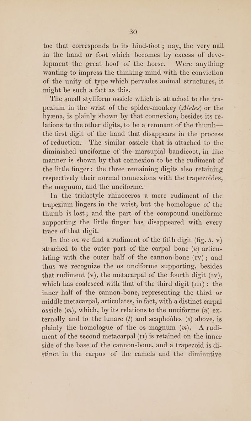 toe that corresponds to its hind-foot; nay, the very nail in the hand or foot which becomes by excess of deve- lopment the great hoof of the horse. Were anything wanting to impress the thinking mind with the conviction of the unity of type which pervades animal structures, it might be such a fact as this. The small styliform ossicle which is attached to the tra- pezium in the wrist of the spider-monkey (Afeles) or the hyzena, is plainly shown by that connexion, besides its re- lations to the other digits, to be a remnant of the thunb— the first digit of the hand that disappears in the process of reduction. ‘The similar ossicle that is attached to the diminished unciforme of the marsupial bandicoot, in like manner is shown by that connexion to be the rudiment of the little finger; the three remaining digits also retaining respectively their normal connexions with the trapezoides, the magnum, and the unciforme. In the tridactyle rhinoceros a mere rudiment of the trapezium lingers in the wrist, but the homologue of the thumb is lost; and the part of the compound unciforme supporting the little finger has disappeared with every trace of that digit. In the ox we find a rudiment of the fifth digit (fig. 5, v) attached to the outer part of the carpal bone (w) articu- lating with the outer half of the cannon-bone (rv); and thus we recognize the os unciforme supporting, besides that rudiment (v), the metacarpal of the fourth digit (1v), which has coalesced with that of the third digit (111) : the inner half of the cannon-bone, representing the third or middle metacarpal, articulates, in fact, with a distinct carpal ossicle (m), which, by its relations to the unciforme (wu) ex- ternally and to the lunare (/) and scaphoides (s) above, is plainly the homologue of the os magnum (m). <A rudi- ment of the second metacarpal (11) is retained on the inner side of the base of the cannon-bone, and a trapezoid is di- stinct in the carpus of the camels and the diminutive
