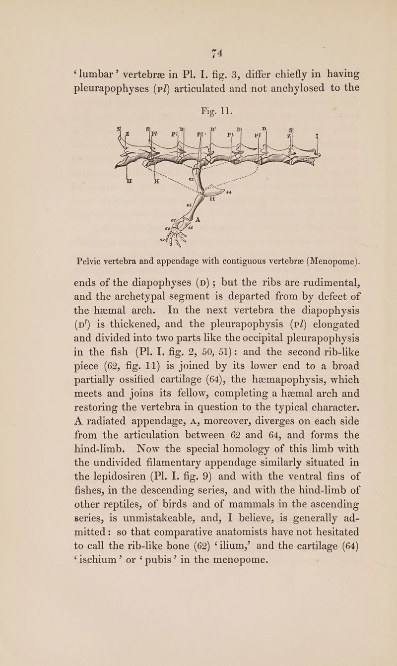 ‘lumbar’ vertebrz in Pl. I. fig. 3, differ chiefly in having pleurapophyses (PJ) articulated and not anchylosed to the Pelvic vertebra and appendage with contiguous vertebre (Menopome). ends of the diapophyses (p); but the ribs are rudimental, and the archetypal segment is departed from by defect of the hzmal arch. In the next vertebra the diapophysis (p’) is thickened, and the pleurapophysis (p/) elongated and divided into two parts like the occipital pleurapophysis in the fish (PI. I. fig. 2, 50, 51): and the second rib-like piece (62, fig. 11) is joined by its lower end to a broad partially ossified cartilage (64), the hzemapophysis, which meets and joins its fellow, completing a hemal arch and restoring the vertebra in question to the typical character. A radiated appendage, a, moreover, diverges on each side from the articulation between 62 and 64, and forms the hind-limb. Now the special homology of this limb with the undivided filamentary appendage similarly situated in the lepidosiren (PI. I. fig. 9) and with the ventral fins of fishes, in the descending series, and with the hind-limb of other reptiles, of birds and of mammals in the ascending series, 1s unmistakeable, and, I believe, is generally ad- mitted: so that comparative anatomists have not hesitated to call the rib-like bone (62) ‘ilium,’ and the cartilage (64) ‘ischium’ or ‘ pubis’ in the menopome.