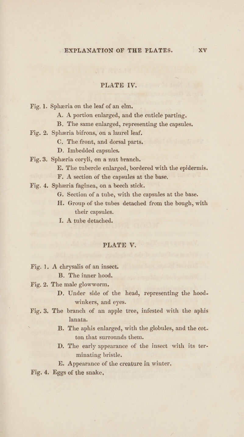 Fig. 1. Fig. 2. Fig. 3. Fig. 4, Fig. 1. Fig. 2. Fig. 3. Fig. 4. EXPLANATION OF THE PLATES. XV PLATE IV. Spheria on the leaf of an elm. A. A portion enlarged, and the cuticle parting. B. The same enlarged, representing the capsules. Spheria bifrons, on a laurel leaf. C. The front, and dorsal parts. D. Imbedded capsules. Spheria coryli, on a nut branch. E. The tubercle enlarged, bordered with the epidermis. F. A section of the capsules at the base. Spheria faginea, on a beech stick. G. Section of a tube, with the capsules at the base. H. Group of the tubes detached from the bough, with their capsules. I. A tube detached. PLATE V. A chrysalis of an insect. B. The inner hood. The male glowworm. D. Under side of the head, representing the hood- winkers, and eyes. The branch of an apple tree, infested with the aphis lanata. B. The aphis enlarged, with the globules, and the cot- ton that surrounds them. D. The early appearance of the insect with its ter- minating bristle. E. Appearance of the creature in winter, Eggs of the snake,