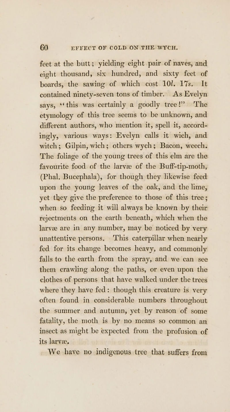 feet at the butt; yielding eight pair of naves, and eight thousand, six hundred, and sixty feet of boards, the sawing of which cost 10/. 17s. It contained ninety-seven tons of timber. As Evelyn says, ‘‘this was certainly a goodly tree!” ‘The etymology of this tree seems to be unknown, and different authors, who mention it, spell it, accord- ingly, various ways: Evelyn calls it wich, and witch; Gilpin, wich; others wych; Bacon, weech. The foliage of the young trees of this elm are the favourite food of the larvee of the Buff-tip-moth, (Phal. Bucephala), for though they likewise feed upon the young leaves of the oak, and the lime, yet they give the preference to those of this tree; when so feeding it will always be known by their rejectments on the earth beneath, which when the larvee are in any number, may be noticed by very unattentive persons. This caterpillar when nearly fed for its change becomes heavy, and commonly falls to the earth from the spray, and we can see them crawling along the paths, or even upon the clothes of persons that have walked under the trees where they have fed: though this creature is very often found in considerable numbers throughout the summer and autumn, yet by reason of some fatality, the moth is by no means so common an insect as might be expected from the profusion of its larvee, We have no indigenous tree that suffers from