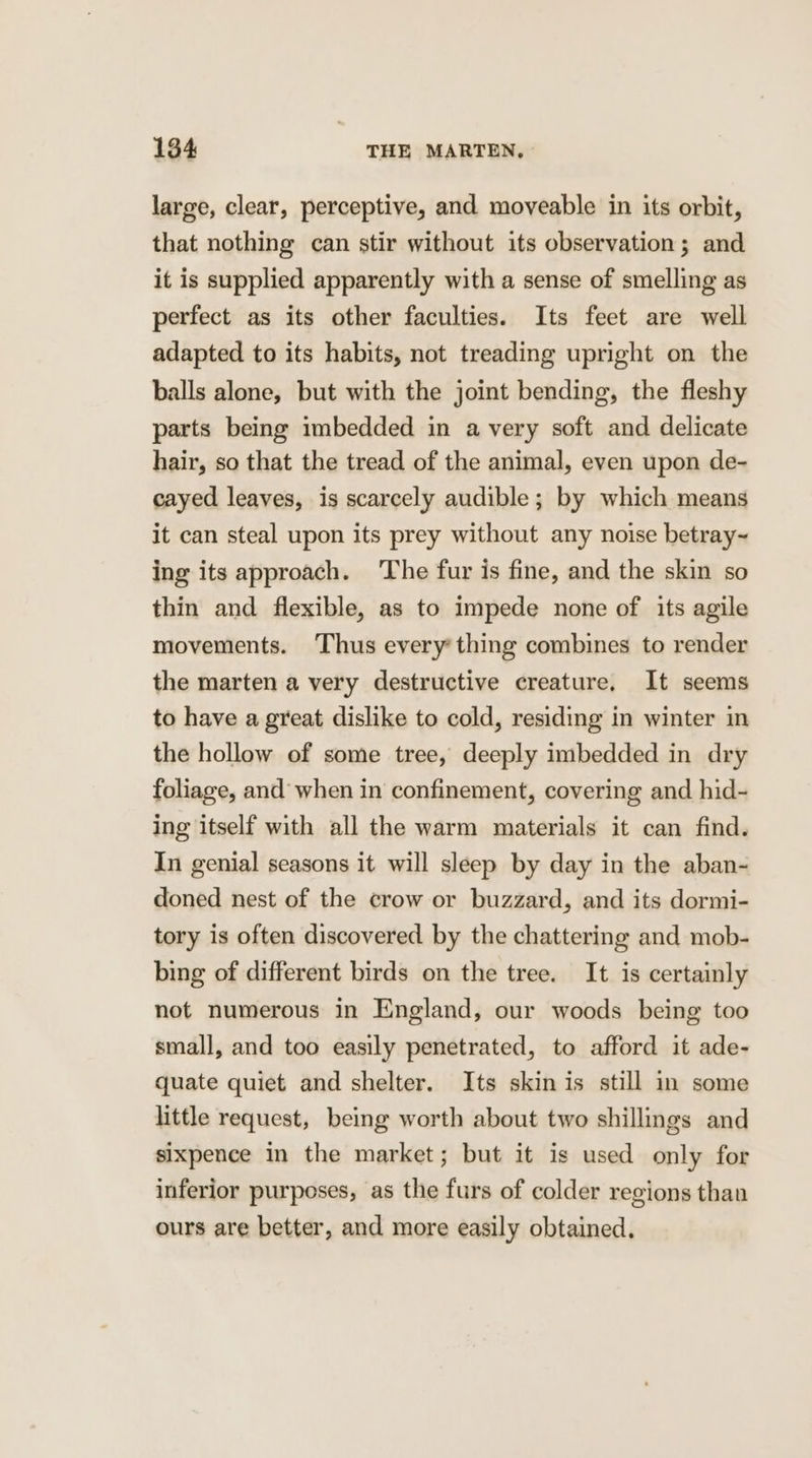 large, clear, perceptive, and moveable in its orbit, that nothing can stir without its observation; and it is supplied apparently with a sense of smelling as perfect as its other faculties. Its feet are well adapted to its habits, not treading upright on the balls alone, but with the joint bending, the fleshy parts being imbedded in a very soft and delicate hair, so that the tread of the animal, even upon de- cayed leaves, is scarcely audible; by which means it can steal upon its prey without any noise betray~ ing its approach. The fur is fine, and the skin so thin and flexible, as to impede none of its agile movements. ‘Thus every’ thing combines to render the marten a very destructive creature. It seems to have a great dislike to cold, residing in winter in the hollow of some tree, deeply imbedded in dry foliage, and when in confinement, covering and hid- ing itself with all the warm materials it can find. In genial seasons it will sleep by day in the aban- doned nest of the crow or buzzard, and its dormi- tory is often discovered by the chattering and mob- bing of different birds on the tree. It is certainly not numerous in England, our woods being too small, and too easily penetrated, to afford it ade- quate quiet and shelter. Its skin is still in some little request, being worth about two shillings and sixpence in the market; but it is used only for inferior purposes, as the furs of colder regions than ours are better, and more easily obtained.
