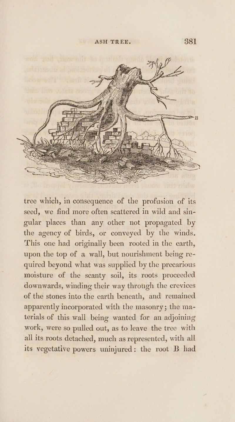 AU) Hh if ! # yd gular places than any other not propagated by the agency of birds, or conveyed by the winds. This one had originally been rooted in the earth, upon the top of a wall, but nourishment being re- quired beyond what was supplied by the precarious moisture of the scanty soil, its roots proceeded downwards, winding their way through the crevices of the stones into the earth beneath, and remained apparently incorporated with the masonry; the ma- terials of this wall being wanted for an adjoining work, were so pulled out, as to leave the tree with all its roots detached, much as represented, with all its vegetative powers uninjured: the root B had