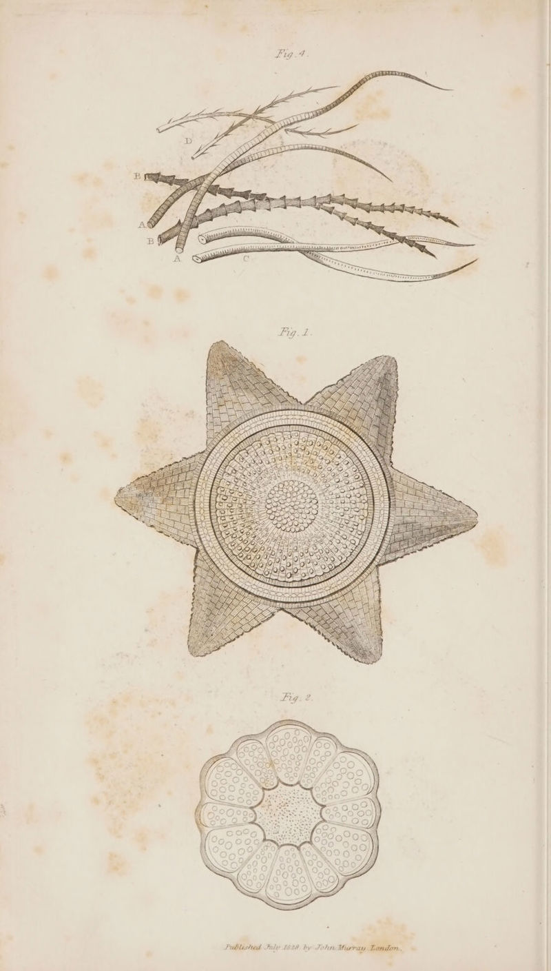 Daan (atime ts Fig. 1. ZX rah Published Jule 1829 bv John Miurtras; Smtr.