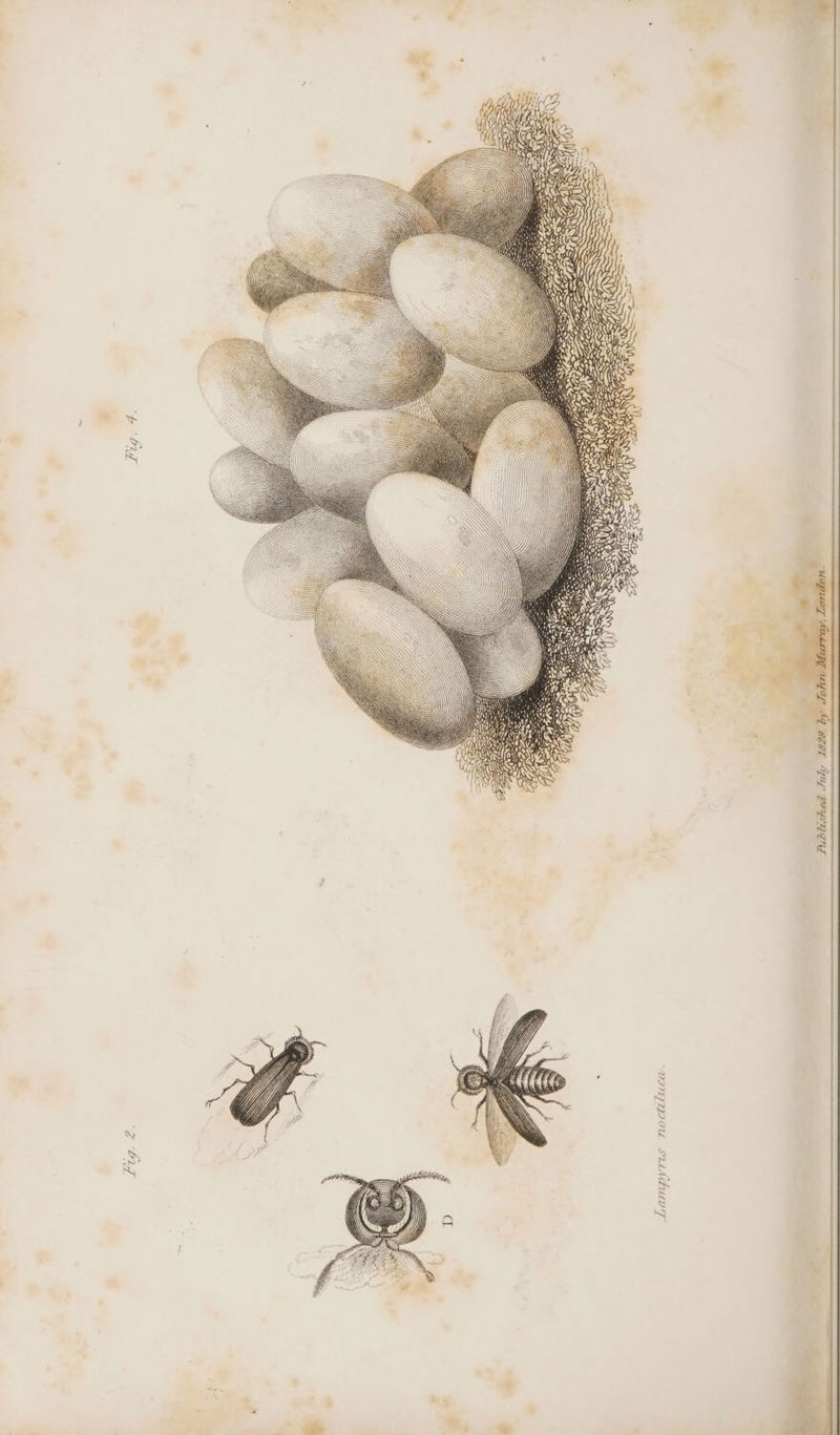 Fug. 4. Pg. ae Lampyris noctiluca. 1828, Published July