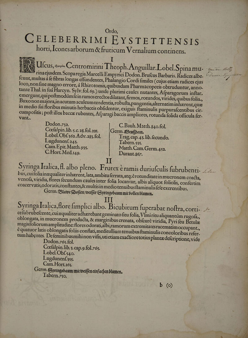 | | | j Ordo, / CELEBERRIMI EYSTETTENSIS horti, Iconesatborum &amp; fruticum Vernalium continens. : e eS Ulfcus, s« Centromirini Theoph.Anguillar.Lobel. S pimamu- 2c 75559 rina cjusdem. Scopa regia Marcelli Empyrici Dodon. Brufcus Barbaris. Radicesalbe- 67 p» Ícunt, multas fe fibras lon gas cffundentes, Phalangio Cordi fimiles (cujus etiam radices ejus loco,nonfine magno errore, à Rhizotomis,quibusdam Pharmacopcceis obtruduntur, anno- tante T hal. in fuá Harcyn. Sylv. fol. 69.) unde plurimi caules nutantes, Aíparagorum inftar. emerguntquipoftmodüm feinramoserectos dilatant,firmos, rotundos, virides, quibus folia, E Buxonon majorajnacutum aculeum tendentia, robufta;pungentialternatim inherentqua | in medio füi floribus minutis herbaceis obfidentur, exiguis ftaminulis purpuraícentibus cir- | cumpofttis ; poft illos bacca: rubentes, Afparagi baccis ampliores, rotunda folida officula fer- vant. ; Dodon.732. | C. Bauh. Matth. 840. fol. Cocfalpin.lib. s.c. 28.fol. 22r. Germ. f9ciipon. Lobcl.Obf62. Adv.285.fol. Trag.cap. 45.lib.fecundo. Lugdunenf.245. | Tabern.sss. Cam.Epit. Matth.955. Matth. Cam.Germ. 452. C. Hort. Med.145. | Durant.867. Syringa Italica, fl. albo pleno. Frutex é ramis duriufculis fübrubenci. PS bus,cuifoliainzq ualiterinharent, lata,ambitu ferrata, atq;érotunditatein mucronem coacta, venofa, viridia, flores fecundum caules inter folia locantur, albis aliquot foliolis, confertim. coacervatisodoratis,conftantes,&amp; multisin medio tenuibus Ítaminulisfefe exerentibus. Germ.951atyc &amp;Bo(ten/tveiffer Gorinqebaum mit ellen blumen. Syringaltalica,flore fimplici albo. Bicubitum fuperabat noftra, corti-. | ce fubrubefcente,cuizqualiteradhzerebant geminato fitu folia, Vlmiritu aliquantüm rugofa., | oblongata, in mucronem produdaa, &amp; marginibus crenata, obícuré viridia, Pyri feu Betule P. magisfoliorumamplitudine:flores odorati;albi, ramorum extremitatesracematim Occupant,, C quatuor latis oblongatis foliis conflati,meditullium tenuibus ftaminulisconcoloribus refer- tum habentes. Defeminibusmihinon vifis,utictiam exactiorctotius planta defcriptione, vide - Dodon.76;.fol. Cocfalpin.lib. s. cap.o.fol.765. Lobecl.Obf'540. Lugdunenf ss. Cam.Hort.165. Germ. Gpringsbaumtnit teiffen einfachen blumen, abern.75o. b (9