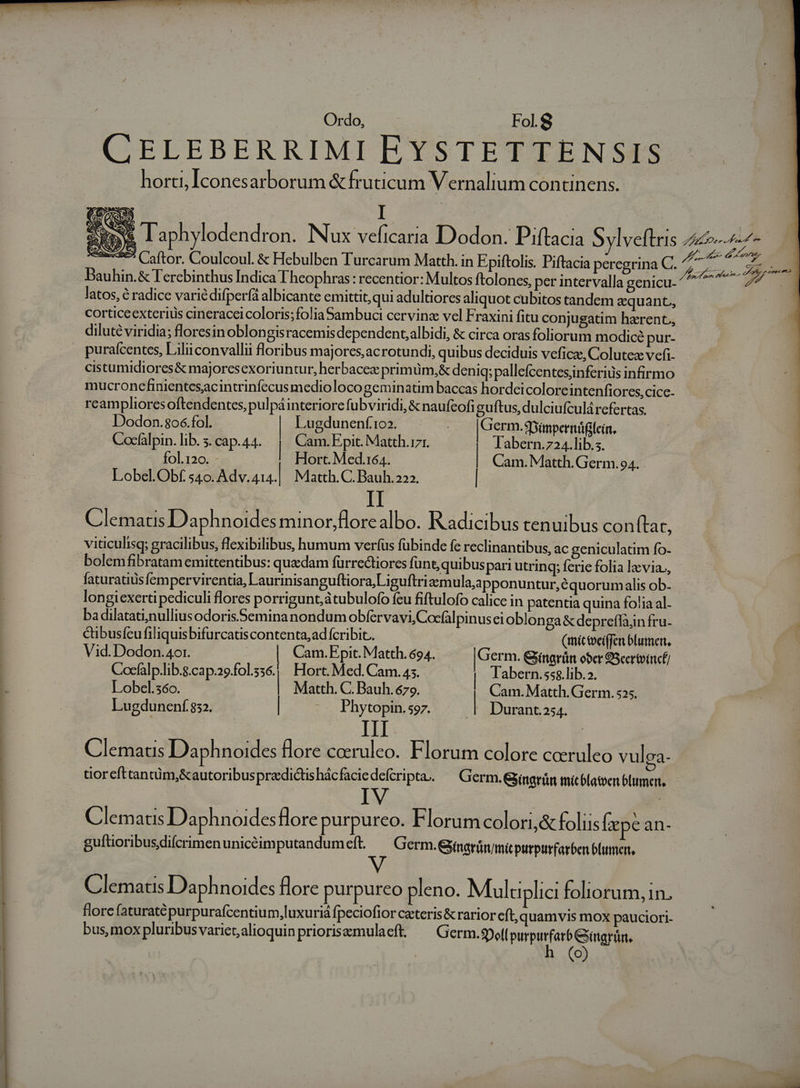 ; Ordo, . . Fol S CELEBERRIMI EYSTETTENSIS horti, Iconesarborum &amp;fruticum Vernalium continens. ON Taphylodendron. Nux veficaria Dodon. Piftacia Sylveflris Mee ete vaex$64 Caftor. Coulcoul. &amp; Hebulben Turcarum Matth. in Epiftolis. Piftacia peregrina C. Ue Wc B Bauhin.&amp; Terebinthus Indica Theophras: recentior: Multos ftolones, per intervalla genicu- Worw 4 latos, é radice varié difperfa albicante emittit,qui adultiores aliquot cubitos tandem a quant, | corticeexterius cineraceicoloris;folia Sambuci cervinz vel Fraxini fitu conjugatim haerent, diluté viridia; floresin oblongisracemis dependent;albidi, &amp; circa oras foliorum modicà pur- . purafcentes, L ilii convalli floribus majores, acrotundi, quibus deciduis veficze, Colutex vefi- cistumidiores&amp; majoresexoriuntur, herbacez primüm,&amp; deniq; pallefcentesinferius infirmo mucronefinientesacintrinfecus medioloco geminatim baccas hordeicolorcintenfiores, cice- | reamplioresoftendentes, pulpá interiore fubviridi, &amp; naufeofi guftus, dulciufculárefertas. | Dodon.8o6.fol. | Lugdunení.102. | | Germ. SDimpernüflein. Cocfalpin. lib. s. cap. 44. | Cam. Epit. Matth.171. Tabern.724.lib.s. - ol.120. - Hort. Med.164. | Cam. Matth.Germ.94. | Lobel.Obf s4o. Adv.414.| Matth. C. Bauh.222. Clematis Daphnoides minor,florealbo. Radicibus tenuibus con (tat, viticulisq; gracilibus, flexibilibus, humum verfus fubinde fe reclinantibus, ac geniculatim fo- bolemfibratam emittentibus: quadam fürrectiores funt, quibuspari utring; ferie folia lzvia,, faturatiusfempervirentia, Laurinisan guftiora,Liguftriaemula;a pponuntur,équorumalis ob. longiexerti pediculi flores porrigunt,átubulofo feu fiftulofo calice in patentia quina fo!ia al- ba dilatati,nullius odoris.Seminanondum obfervavi, Cocfalpinusei oblonga&amp; depreffain fru- &amp;ibusfeu filiquisbifurcatiscontenta;ad fcribic. (mic toeiffen blumer. Vid. Dodon.4or. | Cam. Epit. Matth. 694. Germ. Ginagrün ober S3certvincf/ Cocfalp.lib.g.cap.29.f0l.556.,/ Hort. Med. Cam. 45. | labern.sss.lib.2. Lobel.36o. | Matth. C. Bauh. 679. Cam. Matth. Germ. 525. Lugduneníf 832. | ^. Phytopin.sg. | Durant.254. III | Clematis Daphnoides flore ceruleo. Florum colore coeruleo vulea- tiorefttantüm,&amp;autoribus przdictis hácfacie defcripta. Germ. Gjingrün imítblateen blumert, Clematis Daphnoides flore purpureo. Florumcolori,&amp; foliis ape an- gufüoribusdifcrimen unicéim putandumeft. — Germ. Gyinarfim/micpurpurfarben blumen. Clematis Daphnoides flore purpureo pleno. Multiplici foliorum, in. florc (aturatépurpurafcentium,luxuriá fpeciofior ceteris &amp; rarior cft,quamvis mox pauciori- bus, mox pluribus variet, alioquinpriorisemulaeft. — Germ. SDell purpurfarb Giitariün, | h (o