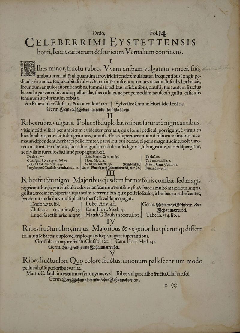 Ordo, FPokyL CELEBERRIMI EYSTETTENSIS horti, Iconesarborum &amp; fruticum V ernalium continens. I diculis é caudice fesquicubitali fübvectá, cui intermifcentur tenues racemi,flofculis herbaceis, fccundum angulos fubrubentbus, fummis fructibus infidentibus, onufti; funt autem fructus bacculz parva rubicunda; pellucida, fucco dulci, ac propemodum naufcofo guftu, officulis íeminum utplurimuüm orbata. | AnRibesdulceClufi1ro9.&amp;iconeadditáro. | SylveftreCam.inHort. Med.fol. 141. Germ. f&amp;leitrotb Sgoannistreubel/fo füfilicbe fein. | II  . . . e. 3 X e. . . 2 Ribes rubra vulgaris. Folus eft duplo latiori bus,faturate nigerican tib us, vitigincá divifurá per ambitum evidenter crenatis, que longi pediculi porrigunt, € virgultis bicubitalibus, corticisfubnigricantis, ramofis:floresfuperioris modo à foliorum finubus race- matim dependent, herbacei,pallefcentes, parvi, quibus baccz, piperis magnitudine, poft viro- rem maturitate rubentes,fücceduntguftuaciduli:radixlignofa,fubnigricans,variédifpergitur, acdivifàinfurculosfacilimé propaganda eft. Dodon. 737. Epit. Matth.Cam.ss.fol — . Fuchíf 257. Coc(alpin. lib.3.cap.12. fol. oo. Hort. Med. 141. | Tabern. 784. lib. s. Lobel.Obf. 61g. Adv. 445. C. Bauh. Matth. 11. ( eibi Matth. Cam. Germ. 49. Lugdunenf. Groffulariz rub.titul.15z. | Germ. Gemeíti rot Sofatnistreubel/ober 302] ^ Durant. $49. fol. Ribesfru&amp;u nigro. Maj oribusejusdem forma folus conftat, fed magis nigricantibus,&amp; graviufculo odore naufeam moventübus; fic &amp; baccis multo majoribus;nigris, . guftuacredinem piperisaliquantüm referentibus, qua poft flofculos,é herbaceo rubefcentes, prodeunt: radicibus multipliciter fparfisfc valdé propagat.. Dodon.z57.fol. | Lobel. Adv. 44. [Germ.edtvarge Gicbeber] ober Clufi0. (nominefiss, Cam.Hort. Med.14r. Sofannictreubef, Lugd. Groflulariz nigra| Matth.C. Bauh.intextu £15. Tabern.784.lib.s. IV Rübesfru&amp;u rubro,majus. Majoribus &amp; vegetioribus plerung; differt foliisuti &amp; baccis, duplo vel triplo quandoq; vulgare fuperantibus. Groflülariamajorefructu Cluf.fol.120. | Cam.Hort. Med.141. Germ. (Órofirotf frm Sjobannteercubef, Ribesfru&amp;ualbo. (Quo colore fru&amp;tus, unionum palleícentium modo ellucidi,àfüperioribus variat. Matth. C.Bauh.intextuinterfynonyma,r2.| Ribesvulgarealbofru&amp;tu,Cluf 120.fol. | Germ. s$scifi Sofannietreubel ober Sobanebeerleün, (o) O (iO