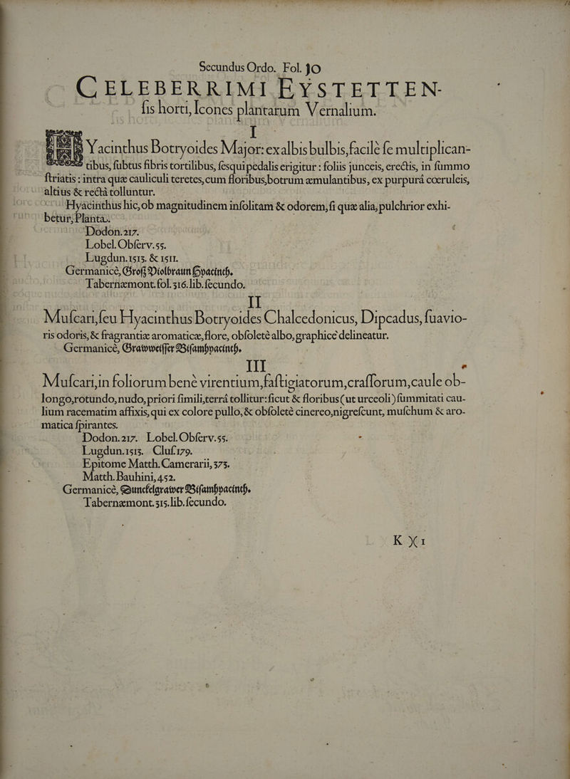 - GELEBERRIMI EYSTETTEN- - fis hora, Icones un Vernali lum. I Bt p ^ 3 Yacinthus Bis CU exalbis bulbis, facile fe multiplican- S3982:5 ribus fubtus fibris tortilibus, Ícsqui pedalis erigitur : foliis junceis, erectis, in fummo ftriatis : intra qua cauliculi teretes, cum floribusbotrum zmulantibus, ex ipie i coeruleis, alti us &amp; rectà tolluntur. - Hyacinthus hic, ob magnitudinem HER &amp; c— qua alia; pulchrior exhi- Dodonov. Lobel. Obferv.55. Lugdun.1515. &amp; 1511. Germanice, Gjrofi $Diolbraun oactncdb. Tabernomont. fol. 316.lib. ua | Mufcari, bu Hyacinthus SAMO Chal donicus Dipcidus f s ris odoris, &amp; fragrantic aromaticz,flore, obfoleté albo, gr spice delineatur. Gi cHn nies Giratoweiffer S3ifambpacineb. III | e Mlufcart,in foliorum bené virentium, faftigiator 'um,crafforum,caule ob- longo;rotundo, nudo, priori fimili;terrá tollitur: Bud &amp; floribus(ut urccoli) fammitati cau- lium racematim affixis, qui ex colore pus &amp; obíoleté cinereo;nigrefcunt, mufchum &amp; aro- matica fpirantes. Dodon.21. Lobel.Obferv.ss.- | : . Lugdun.is:. Cluf'1zo. | | Epitome Matth. Camerarii, 373. Matth. Bauhini, 452. Germanicé, &amp;xuncédaratoer 95ifatbpacintb. Tabernamont sis.lib.fecundo. K X1 ENS e — as p