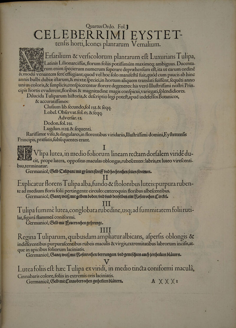 CELEBERRIMI EYSTET. ceníts horti, [cones plantarum Vernalium. jrum enim fpecierum numcrum fuperare deprzhenfum eft;ita ut earum ordiné Dilucida Tuliparum hiftoria&amp; defcriptio legi poteftapud indefeffos Botanicos, &amp; accuratiflimos: Clufium lib.fecundo;fol 158. &amp; feqq. Lobel. Obfervat.fol. 65. &amp;íeqq. Adverfaàr. 52. Dodon.fol.231. | Lugdun.1528. &amp; fequenti. | . Rariffimz vifu, &amp;fingularesjn florentibus viridariis/Illuftriffimi domini Eyftettenfis Principis, pratfatisfübfcquentes erant. cs Vlipa lutea, in medio foliorum lineam re&amp;am dorfalem viride du- 853? cit; prope latera, oppofitas maculas oblongas,rubefcentes:labris,ex luteo virefcenti- bsu,terminatur. | Germanice, Gb g^ ulipanümitarünen ftreiff 6n ocbrodoen (cicen (treimet. Explicatur florens Tulipa alba,fundo &amp; ftolonibus luteis: purpura ruben- tc ad medium floris folii perüngente circulo:ceteroquin floribus albefcentibus. Germanice, Gant tveifi/mítgelbem bober/ónb mb Senfelben eim 93 ofütrocoen C ürcfele T ulipa fumme lutea,conglobata rubedine;usq; ad füummitatem folii ruti- Germanice, Geo mít9fcuerrocben acfpremar. | B. | m id Regina Tuliparum, quibusdam ampliaturalbicans, afperfis oblongis &amp; indifferentibus purpurafcentibus rubeis maculis &amp; virgisextremitatibus labrorum incifisat- que in apicibus foliorum laciniatis. . Germanice, Gana tei mic 9S ofinrocben Gerrtengcen 6no aemifebren auch Sercbeileen bláccerite [ uteafoliis eft hzc T ulipa ex viridi, in medio tincta coniformi maculà, Cinnabaris colore.foliis in extremis oris laciniatis. Germanice, G6 mit Cinnoberrocben aedoetlten blattertt, A X X Xa