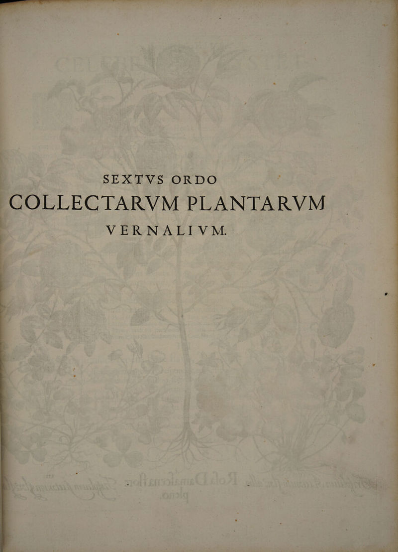 SEXTVS ORDO N- COLLECTARVM PLANTARVM VERNALIVM.