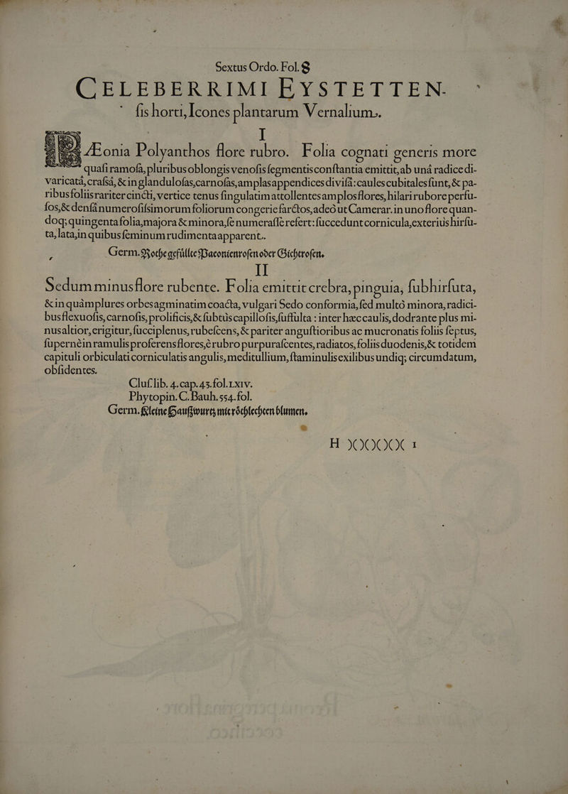 CELEBERRIMI EYSTETTEN ^ ' fishorti, Icones plantarum Vernalium.. 2n uo ZEonia Polyanthos flore rubro. Folia cognati generis more varicatá,crafsá, &amp;inglandulofas,carnofas,am plasappendices diviía:caulescubitales funt, &amp; pa- ribusfoliisraritercincti, vertice tenus fingulatimattollentesamplosflores, hilari rubore perfu- Íos,&amp; denfánumerofifsimorumfoliorum congericfar&amp;tos,adeó ut Camerar.in uno flore quan- doq;quin gentafoliamajora &amp; minora,fe numeraffe refert: fücceduntcornicula,exterius hirfu- ta,latainquibusfeminum rudimentaapparent.. | Germ.$3etfeacfütlccsSDaconienrofen ober GSichtrofert, II Sedumminusflore rubente. Folia emittit crebra, pinguia, fubhirfuta, &amp;inquamplures orbesagminatim coacta, vulgari 5edo conformia,fed multó minora, radici- busflexuofis, carnofis, prolificis,&amp; fubtüscapillofis,fuffulta : inter haeccaulis, dodrante plus mi- nusaltior,erigitur,fucciplenus, rubefcens, &amp; pariter an guftioribus ac mucronatis foliis feptus, fupernéinramulisproferensflores;é rubro purpurafcentes, radiatos, foliis duodenis,&amp; totidem capituli orbiculaticorniculatis angulis, meditullium, ftaminulisexilibus undiq; circumdatum, obfidentes. £&amp; Cluf.lib. 4.cap.45.fol.rxiv. Phytopin. C. Bauh.554.fol. Germ. &amp;lcinepauioura mtcródifechcen bhumer, | &amp; acie, iE E i-am