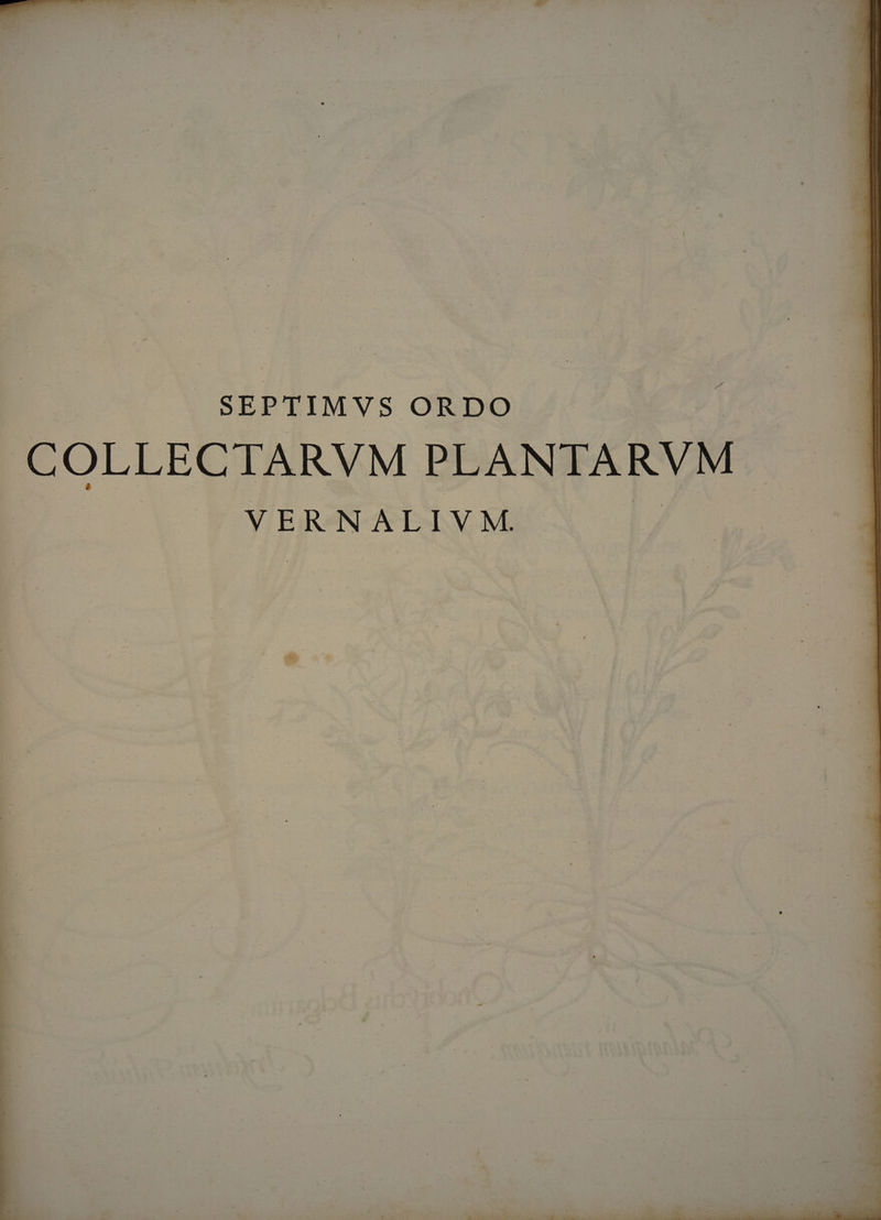 SEPTIMVS ORDO COLLECTARVM PLANTARVM VERNALIVM.