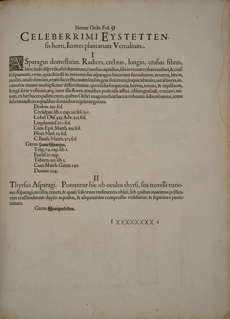 CELEBERRIMI EYSTETTEN. fis horti, Icones plantarum Vernalium.. —- XA ds S paragus domefticus. Radices, crebras : longas, crafsas fibras, (4393 hincinde difperfasaltédemittunt;é multis capitibus/fibiinvicem cohzrentibus,&amp; craf- féíquamatis, ortas, quae deinde in turiones feu afparagos luxuriant fucculentos, teneros, laves, molles,unde demuüim,xtatis fucceffu,caulesfenfim gracilefcentesfesquicubitalesautaltiores;n. ramulos tenues multipliciter diffunduntur, quosfolia frequentia, brevia, tenuia, &amp; capillacea, longá ferie veftiunt;atq; inter illa flores, tenuibus pediculis affixi, oblongiufculi, concavi, mi- nuti,ex herbacco pallefcentes, quibus Ochri magnitudine bacc rubentes fubnafcuntur,intus fubrotundisinzqualibus feminibusnigristurgentes. Dodon.6o1.fol. Cocfalpin.lib.s. cap.26.fol.217. Lobel. Obf 458. Adv.353.fol. Lugdunenf éro.fol. Cam. Epit. Matth.259.fol. Hort. Med.25.fol. C. Bauh. Matth. 375.fol. Germ.S«ameGpargen, lrag.74.cap.lib.1. Fuchf'i7.cap. Tabern.s1s.lib. r. Cam. Matth. Germ.145. Durant.104. II : Thyrfus Aparagi. Ponuntur hic ob oculos chyrfi, feu novelli turio- nes Afparagi, molles, teneri, &amp; quafi foliorum rudimenus obfiti,fub quibus maximus pollica- rem craffitudinem duplo aquabat, &amp; aliquantüm compreflus videbatur, &amp; fuperiore parte nutans. Germ. Gpargenfofben.