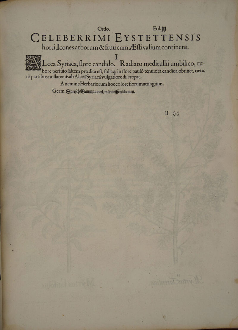 . Ordo, Fol.) | CELEBERRIMI EYSTETTENSIS horti Icones arborum &amp;fruticum ZEftivalium continens. dues L.cca Syriaca, flore candido. Radiato meditullii umbilico, ru- bore perfufo faltem przdita cft, foliaq; in florc pauló tenuiora candida obtinet, cate- ris partibus nullatenüsab AlceáSyriacá vulgatiore difcrepat. A nemineHerbariorum hoccoloreflorumattingitur.. Germ. Gprifcó SSaumpappel/mittoeiffen ólumer,