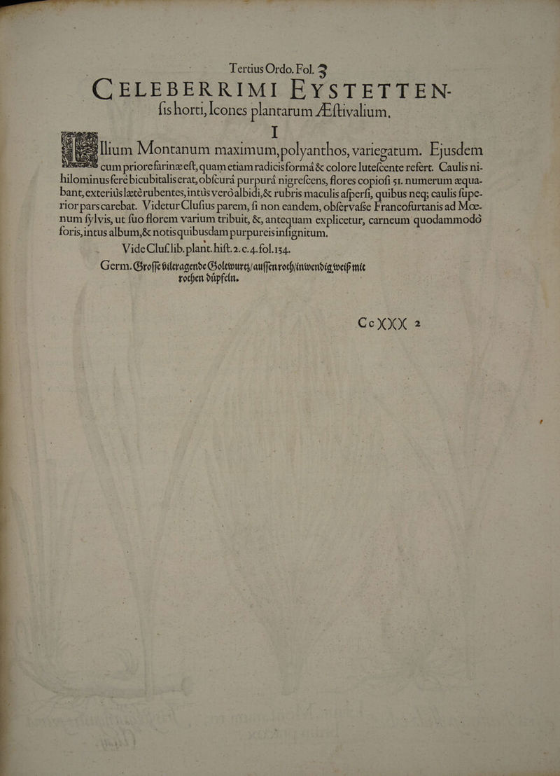 —— .———————— o— CELEBERRIMI EYSTETTEN- [is horti, Icones plantarum AE(tivalium. — I iss Ilium Montanum maximum, polyanthos, variegatum. Ejusdem A365 cum priorefarinz eft, quam etiam radicisformá &amp; colore lutefcente refert. Caulis ni- hilominusfere bicubitaliserat; obícurá purpurá nigrefcens, flores copiofi s. numerum acqua- bant, exteriuüslgtérubentes,intüs veroalbidi,&amp; rubris maculis afperfi, quibus neq; caulis fupe- riorparscarebat. Videtur Clufius parem, fi non eandem, obfervafse ; rancofurtanis ad Moc- num fylvis, ut fuo florem varium tribuit, &amp;, antequam explicetur, carneum quodammodGó foris,intus album,&amp; notisquibusdam purpureisinfignitum. VideCluf'lib. plant. hift.2.c. 4.fol.154. Germ. Gsroffc 6ileragenóe GSolctourts/ au(fenwocfiintoenbia tocif mit | tot)en onpfeln, |